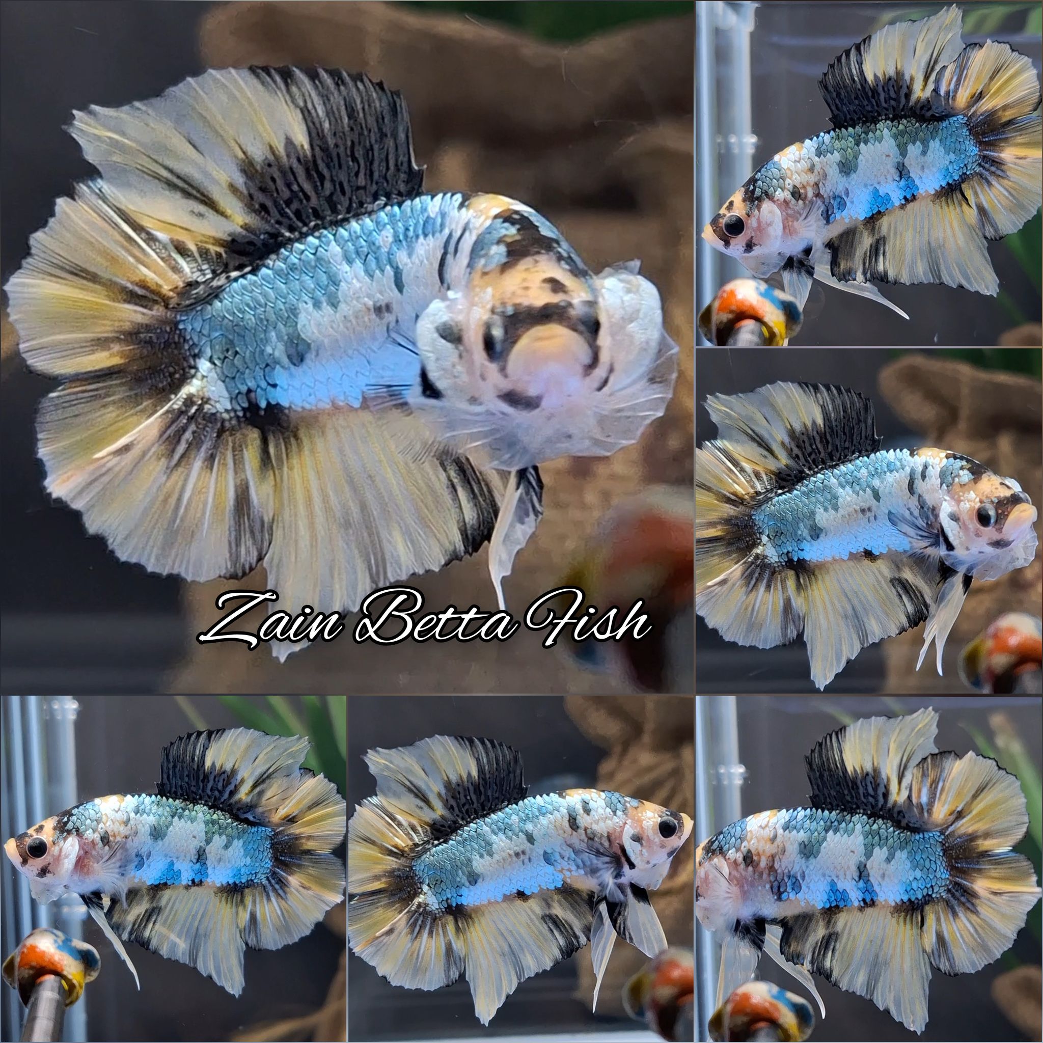 Yellow Candy Koi Copper Double Tail Betta Fish Male