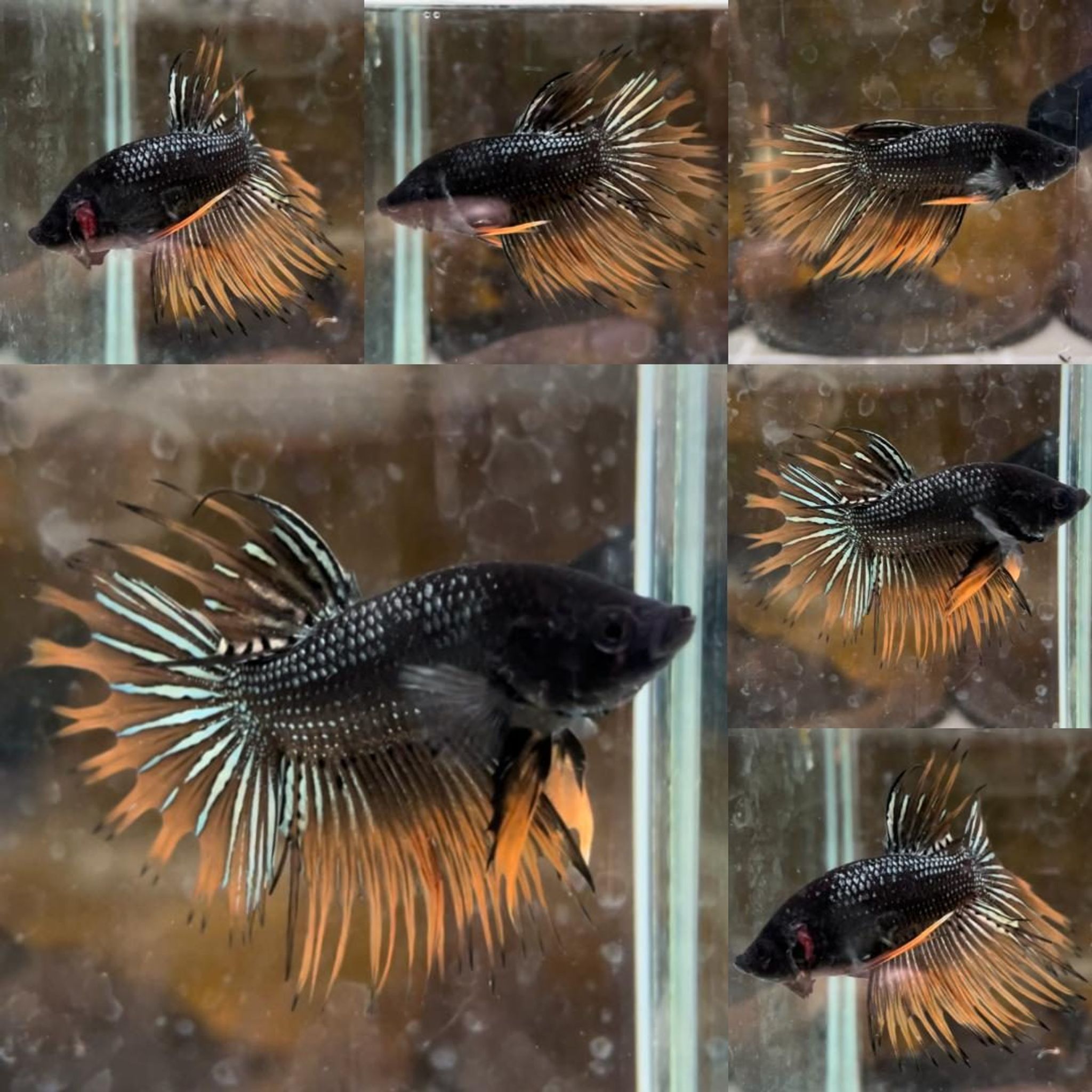 Yellow Copper Crowntail Wild Betta (Male)