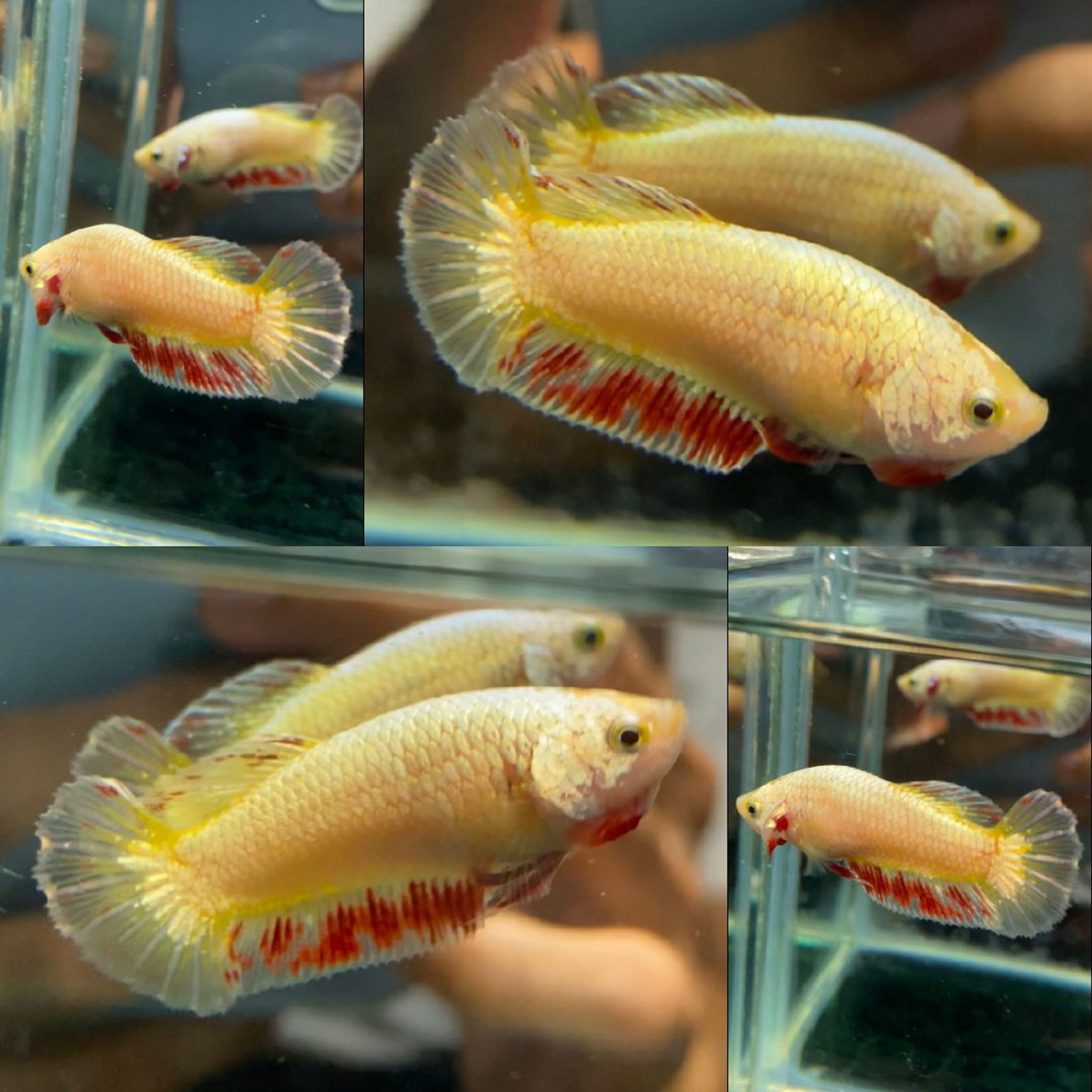 Yellow Dragon Vanda HMPK Betta (Female)