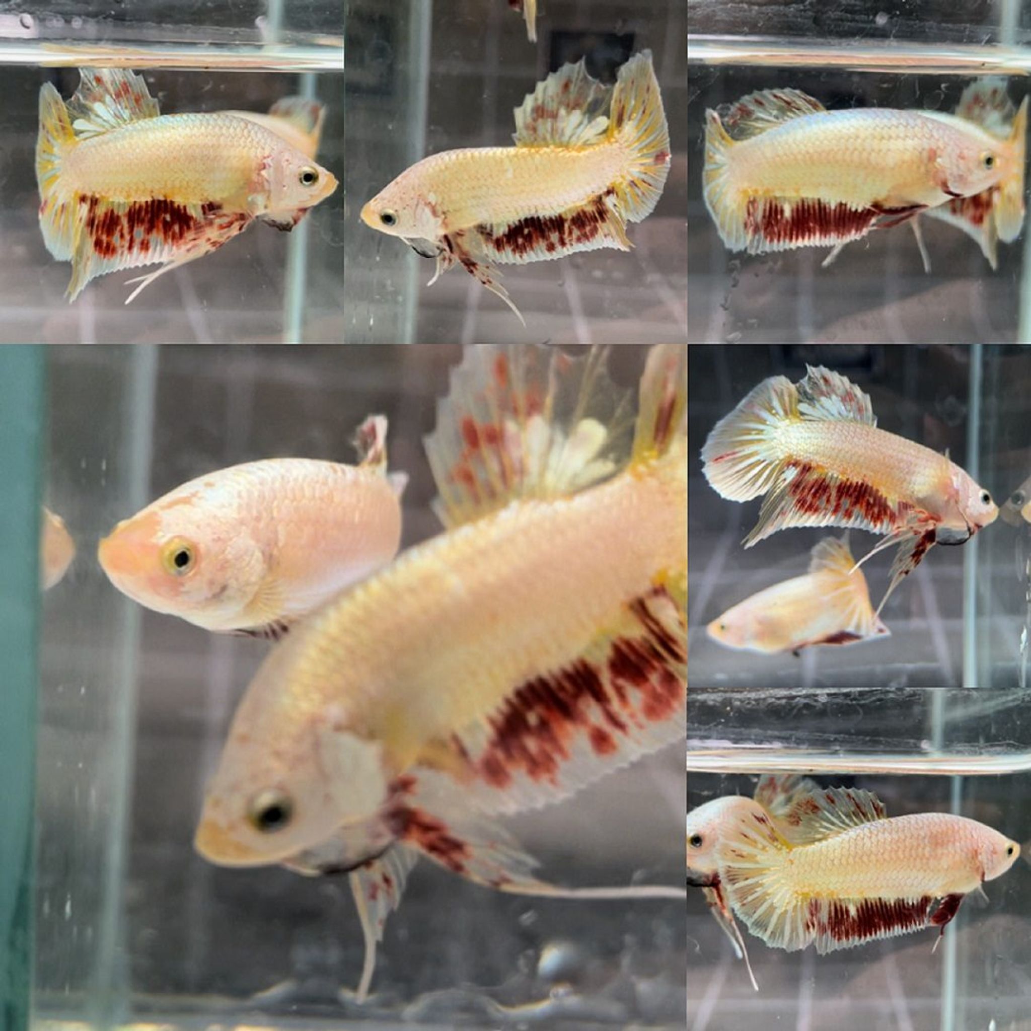 Yellow Dragon Vanda HMPK Betta (Pair)