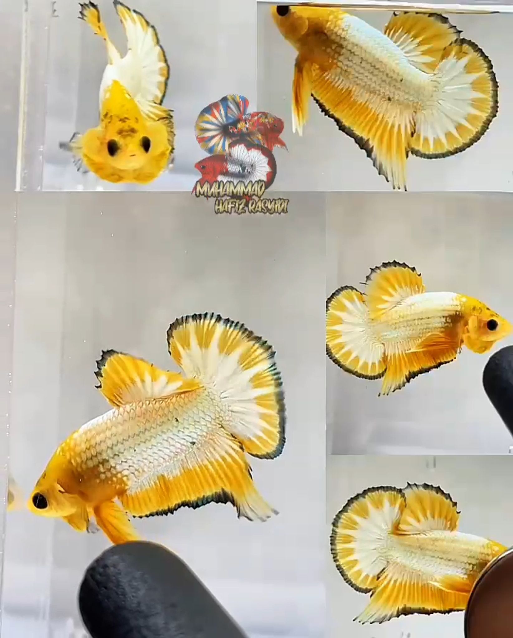 Yellow Fancy Banding