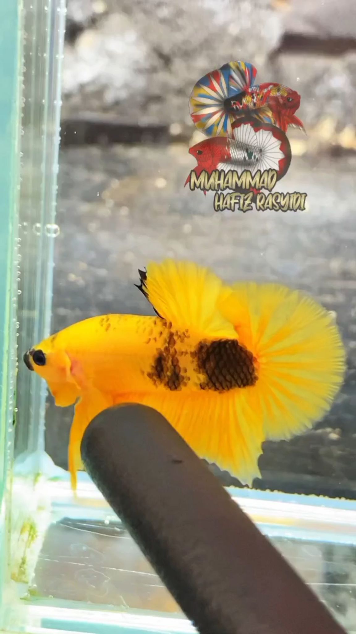 Yellow Fancy