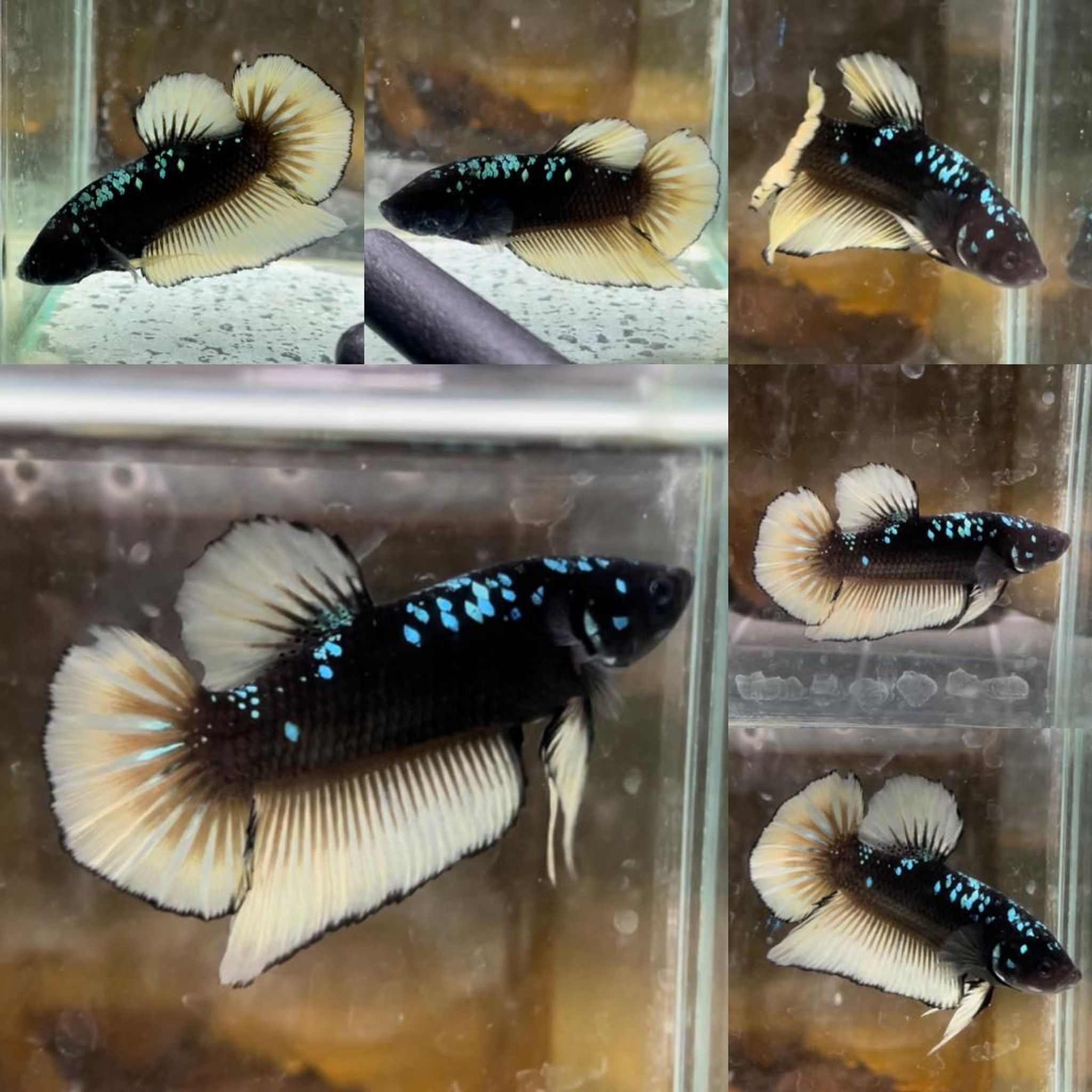 Yellow Fin Avatar Giant Betta (Male)