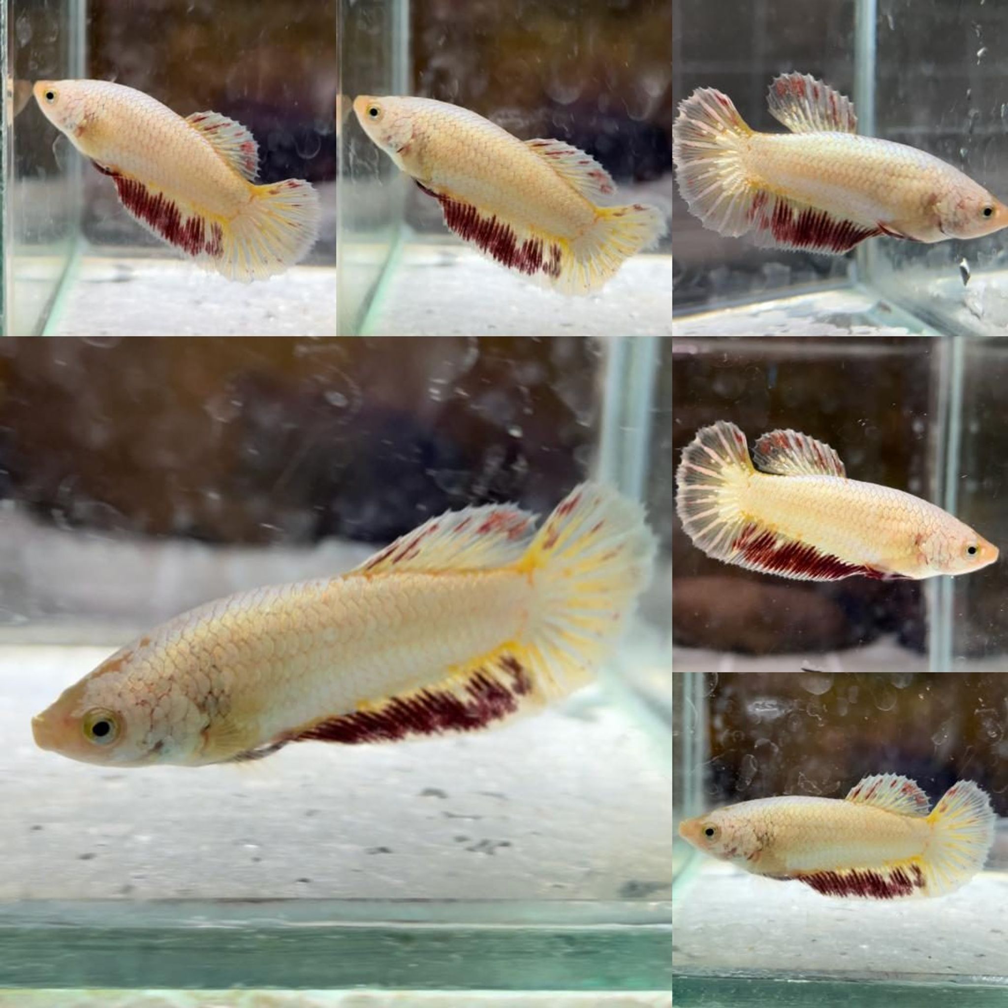 Yellow Gold Dragon Vanda HMPK Betta (Female)