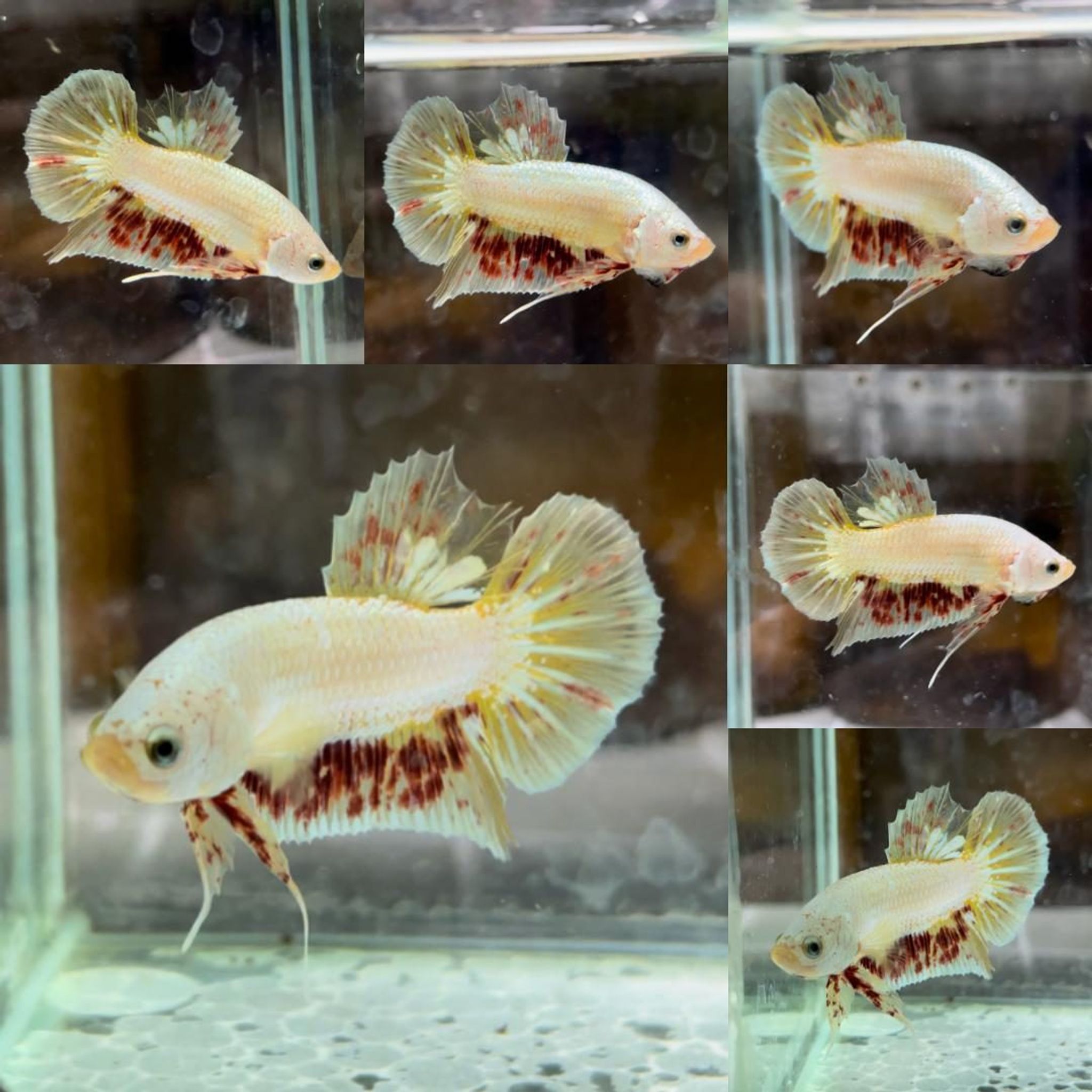 Yellow Gold Dragon Vanda HMPK Betta (Male)