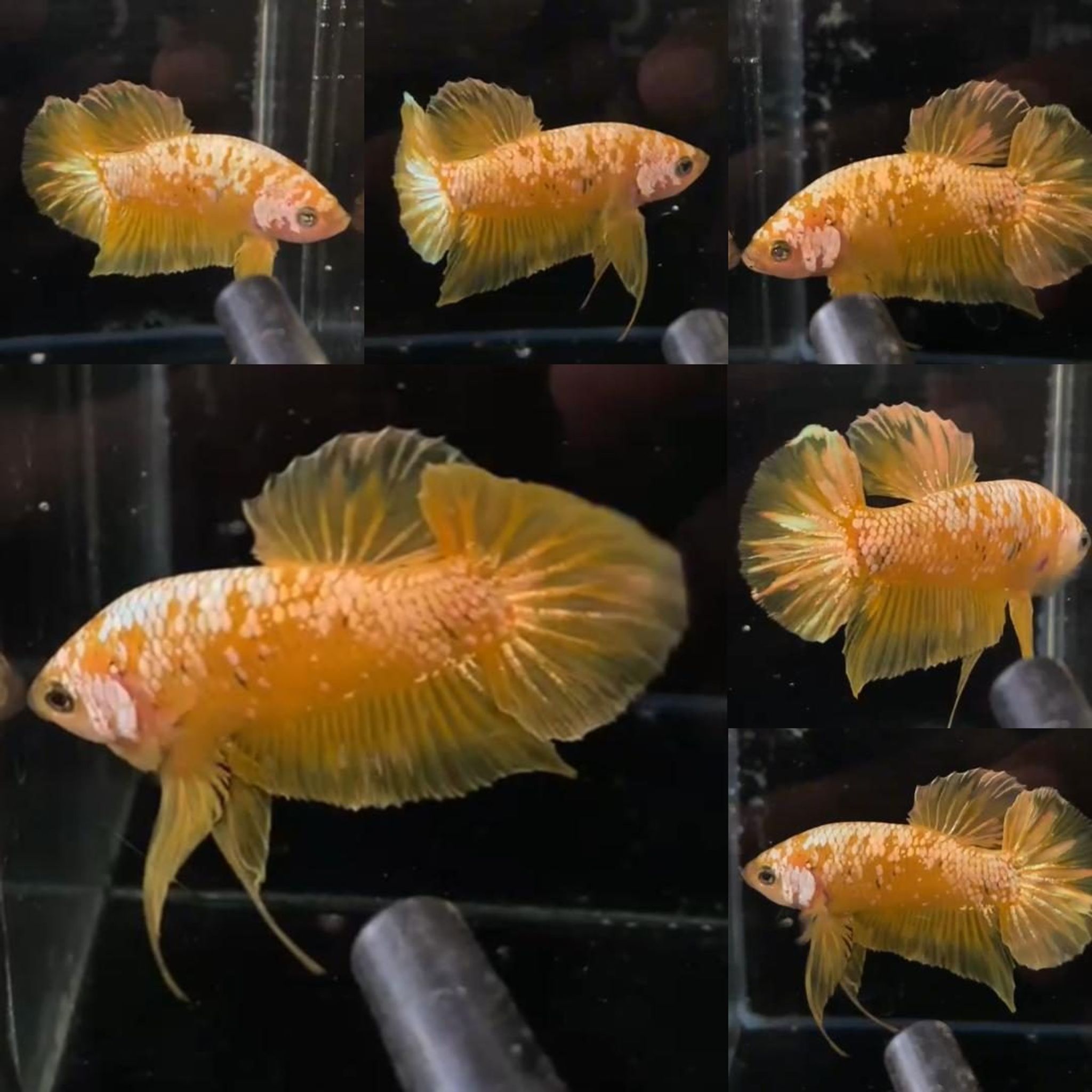 Yellow Gold Galaxy YGG HMPK Betta (Male)