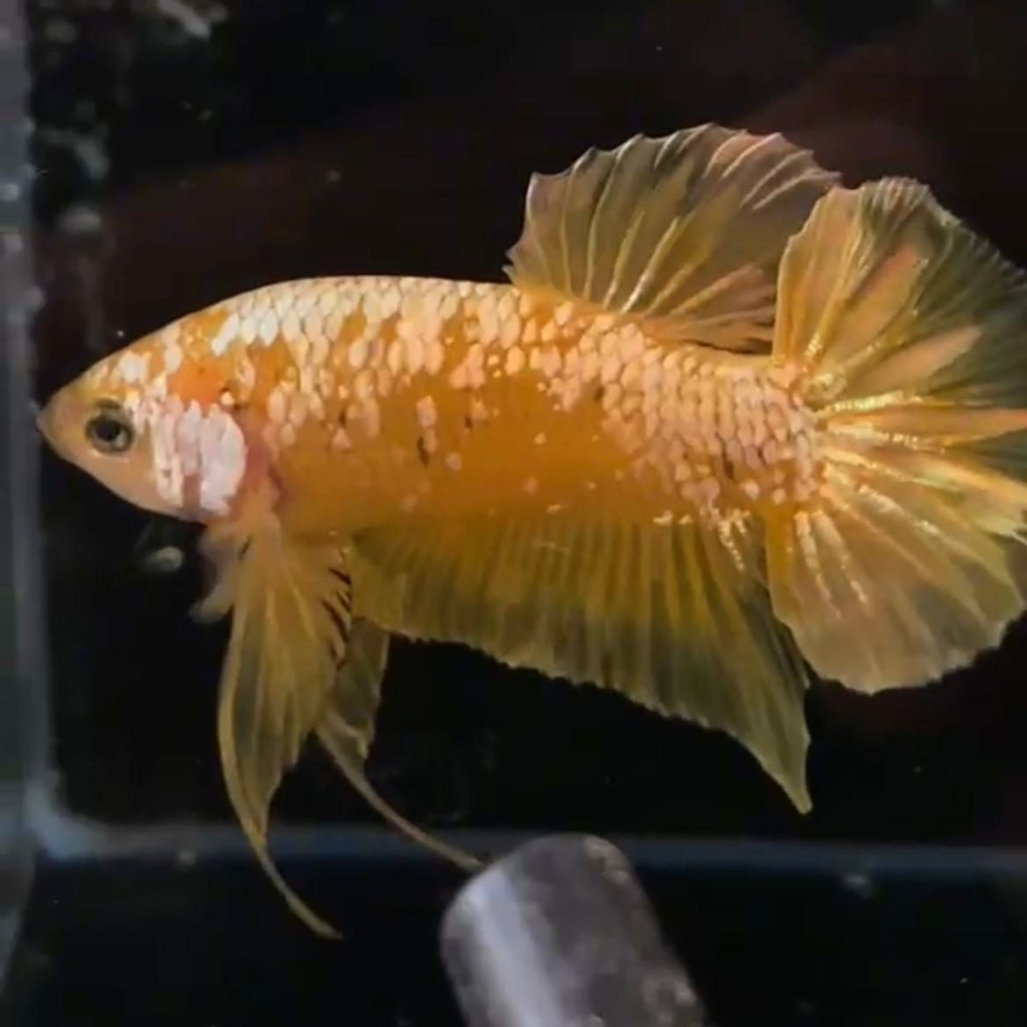 Yellow Gold Galaxy YGG HMPK Betta (Male)