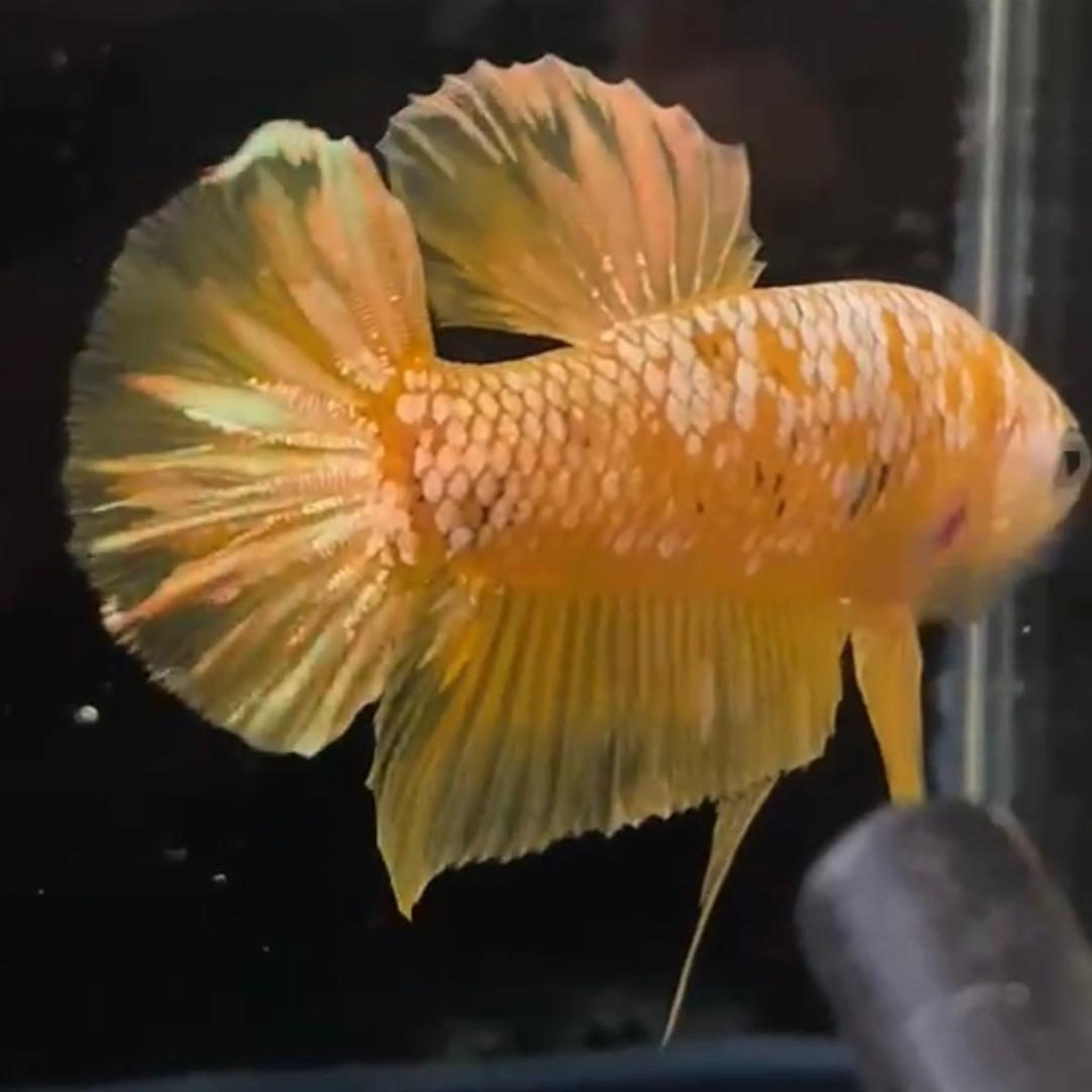 Yellow Gold Galaxy YGG HMPK Betta (Male)