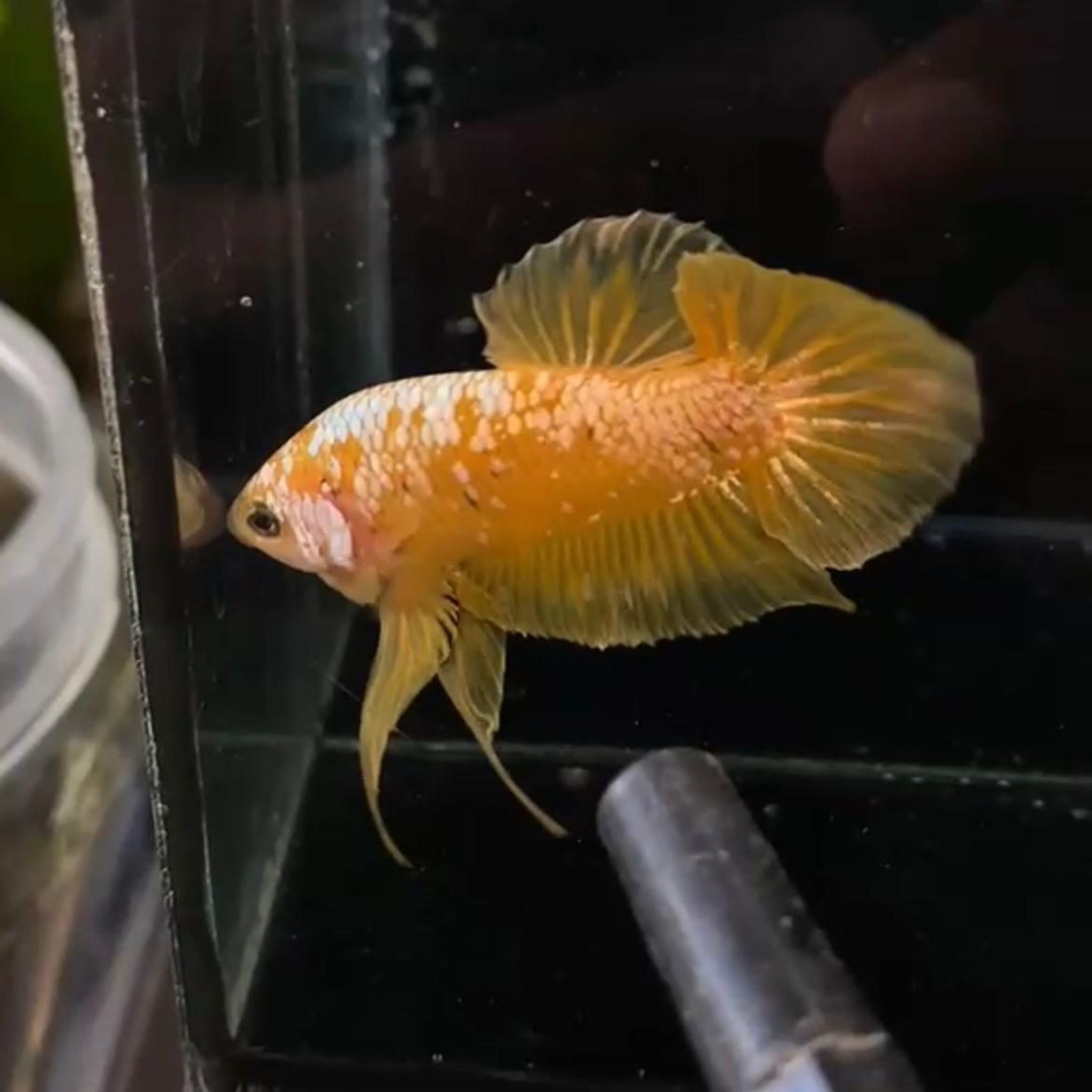 Yellow Gold Galaxy YGG HMPK Betta (Male)