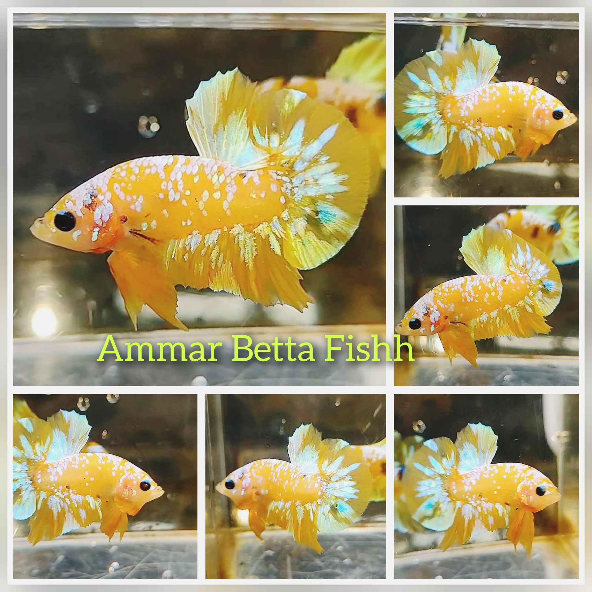 Yellow Gold galaxy blue