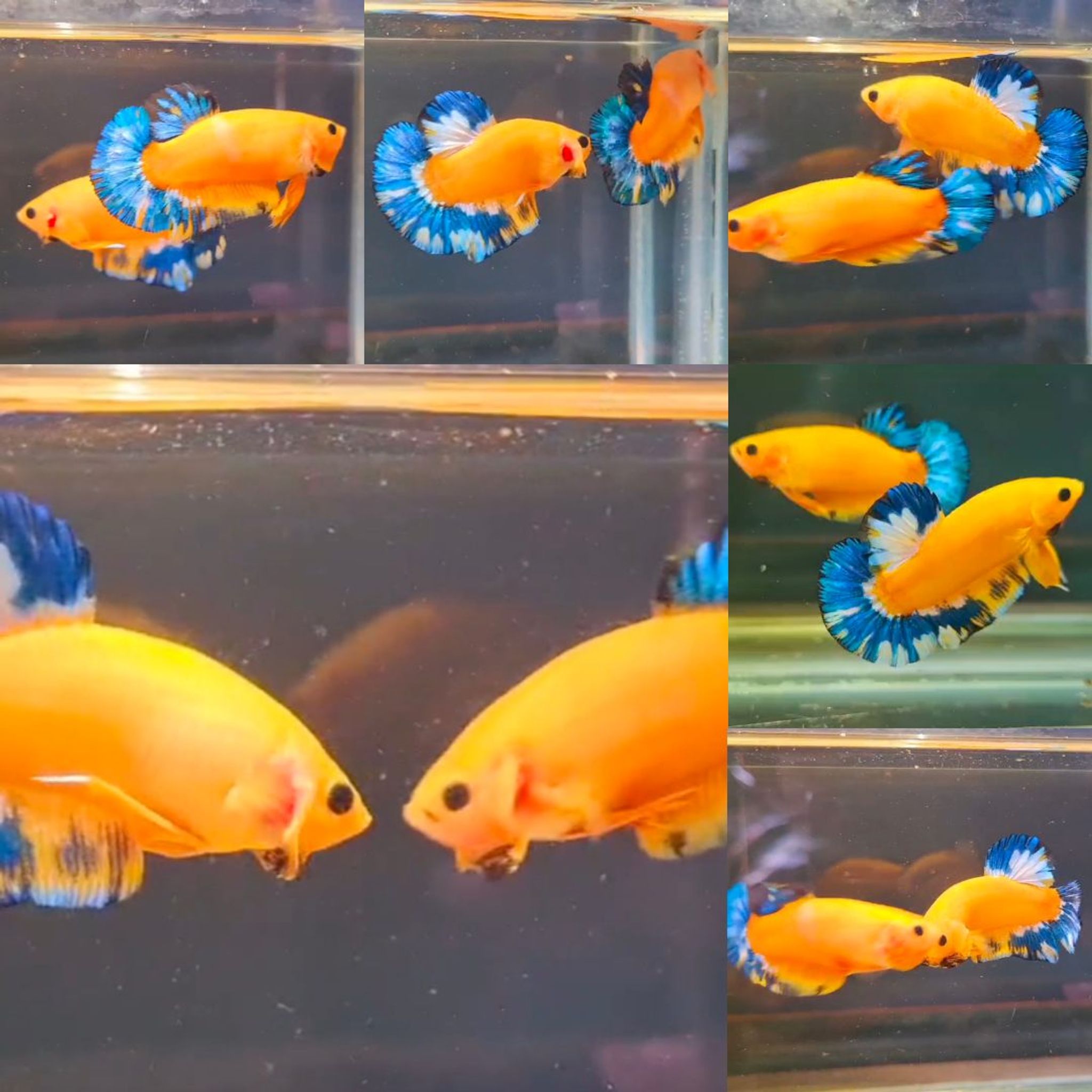 Yellow Hellboy HMPK Betta (Male)