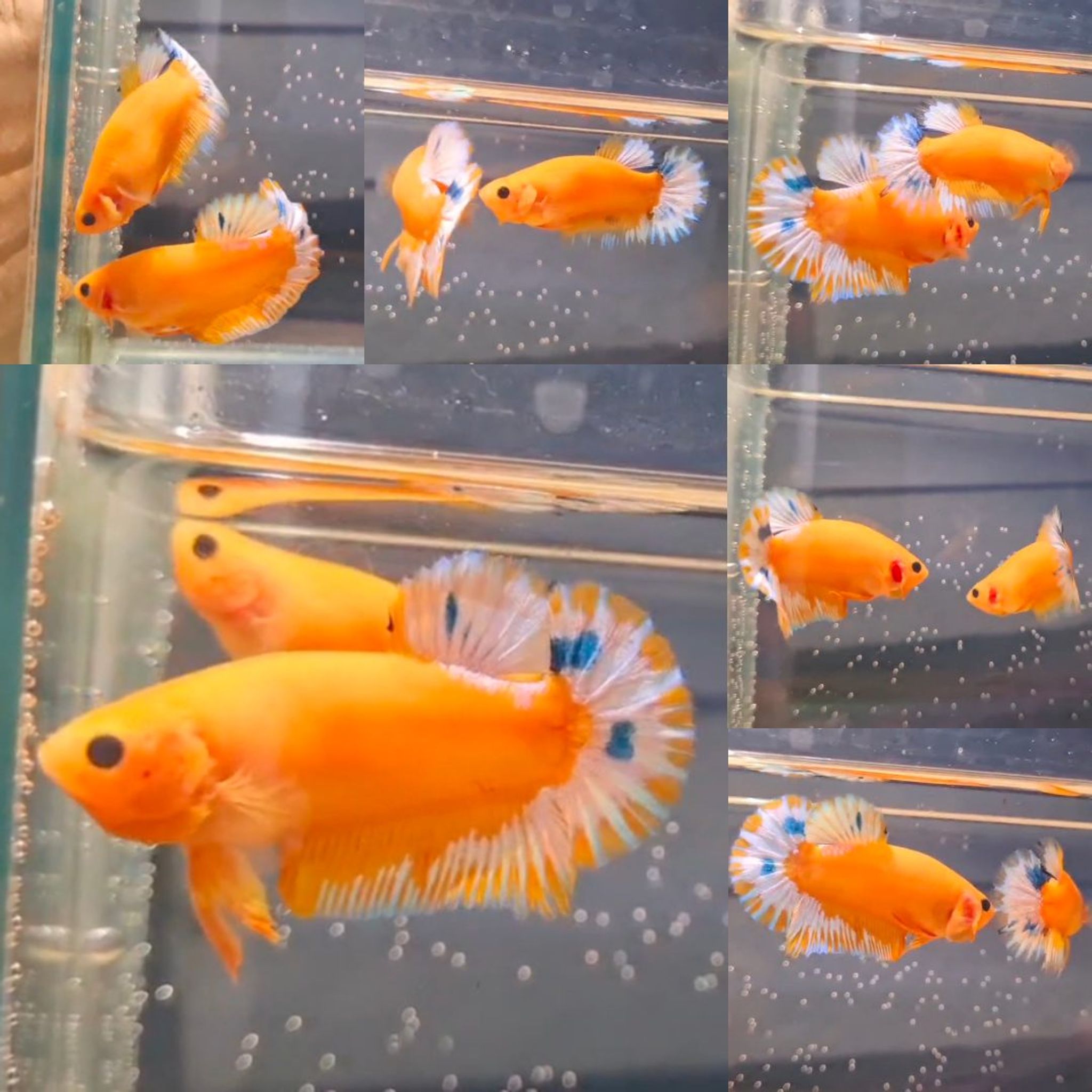 Yellow Hellboy HMPK Betta (Male)