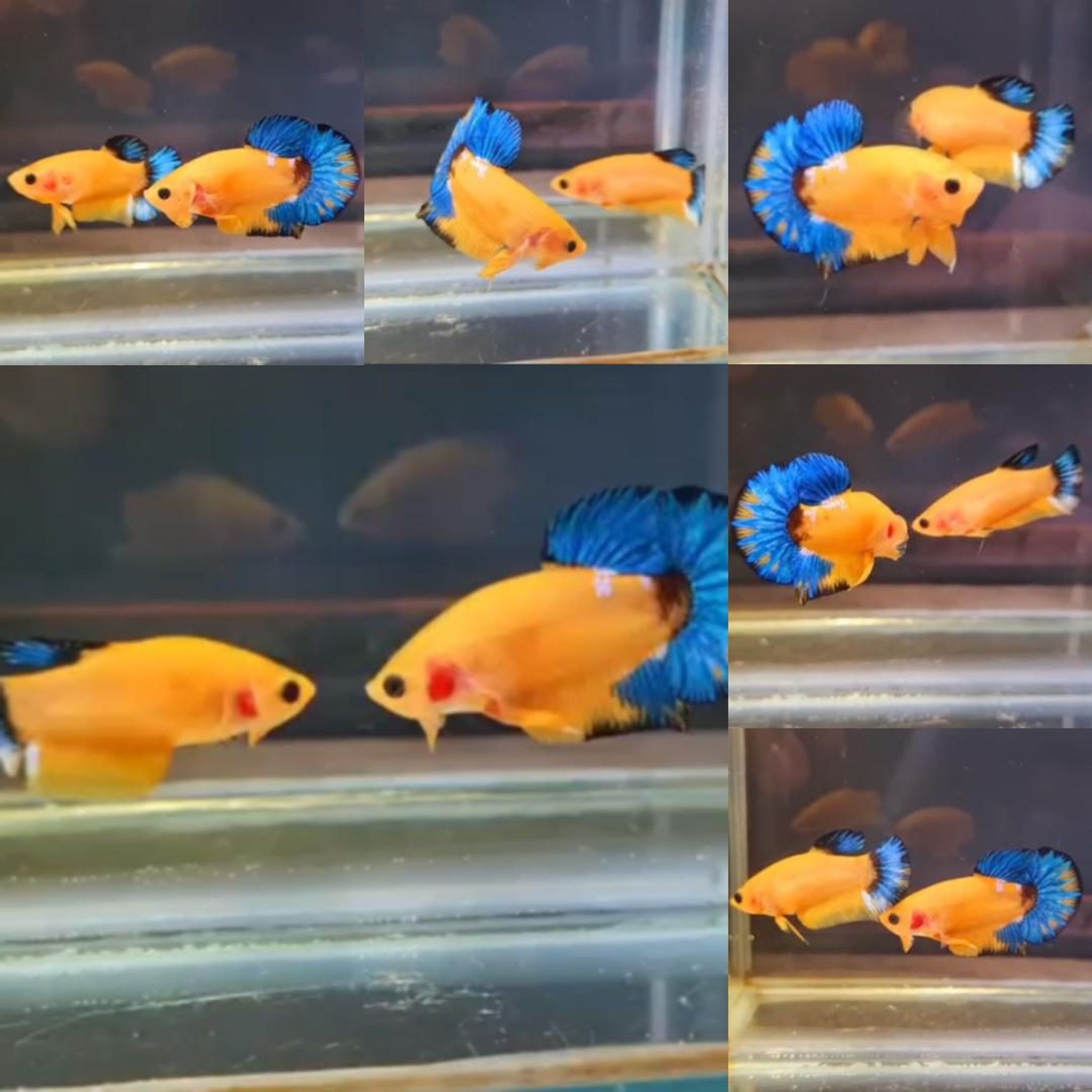 Yellow Hellboy HMPK Betta (Male)