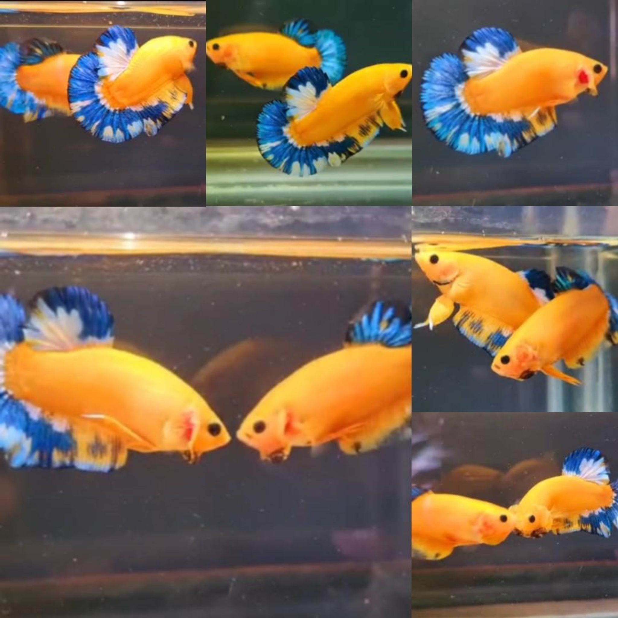 Yellow Hellboy HMPK Betta (Male)