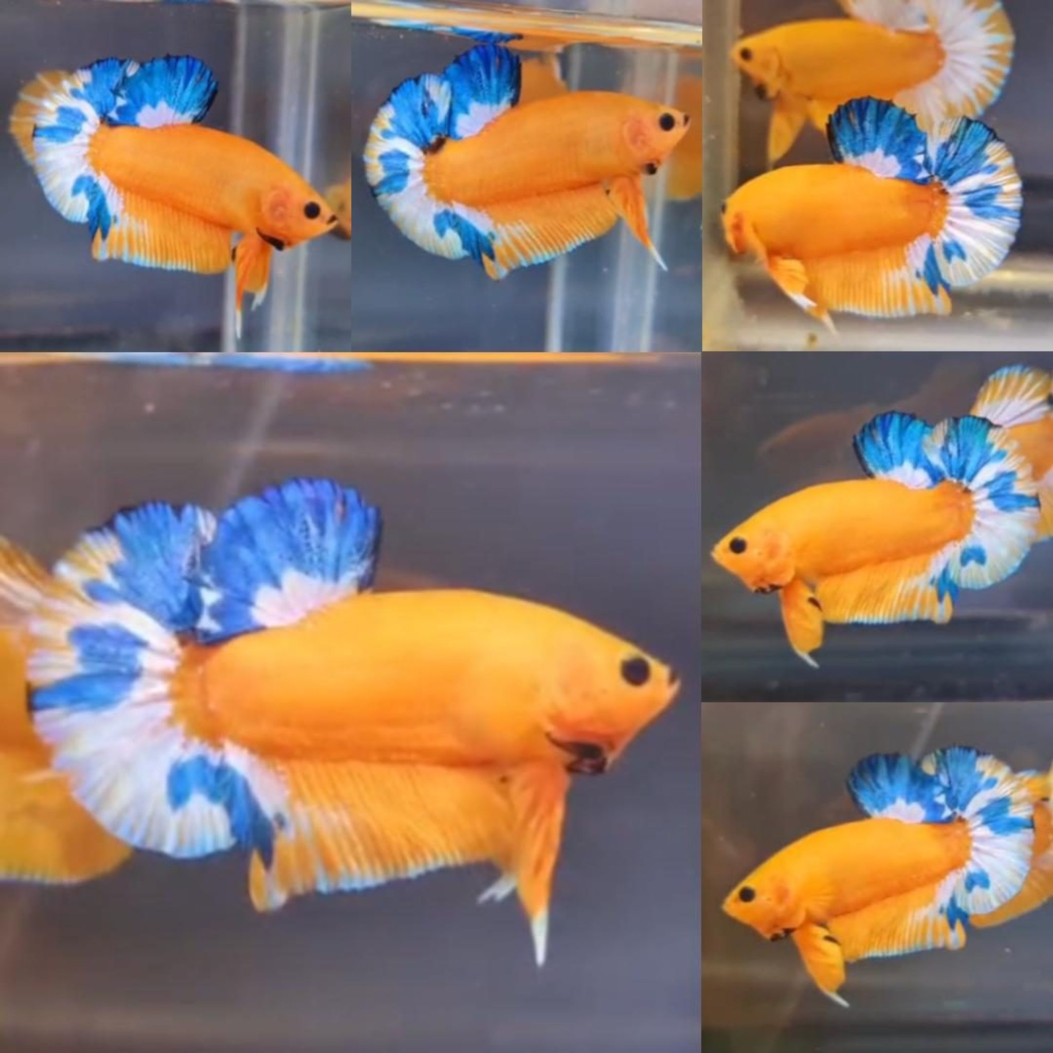 Yellow Hellboy HMPK Betta (Male)