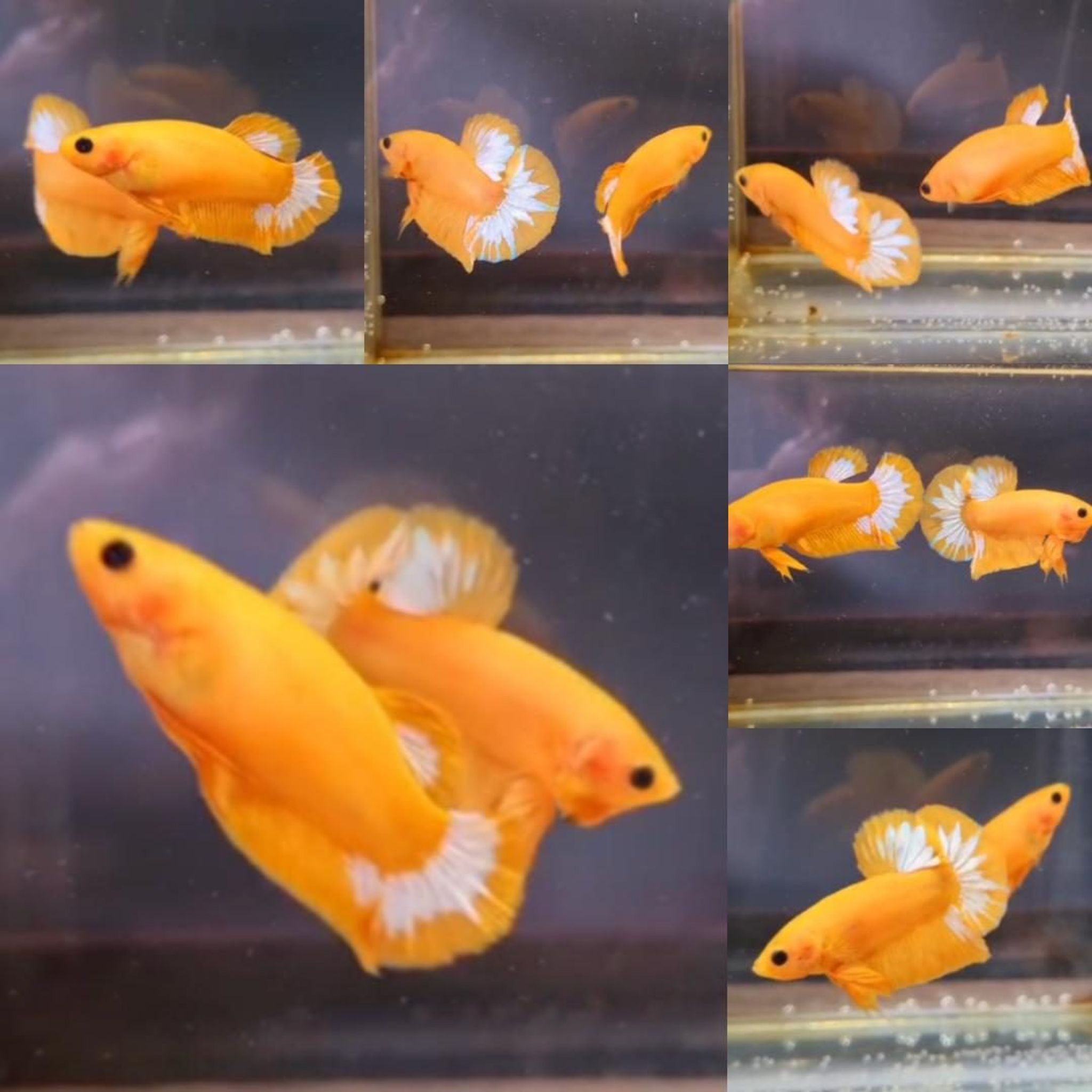 Yellow Hellboy HMPK Betta (Male)