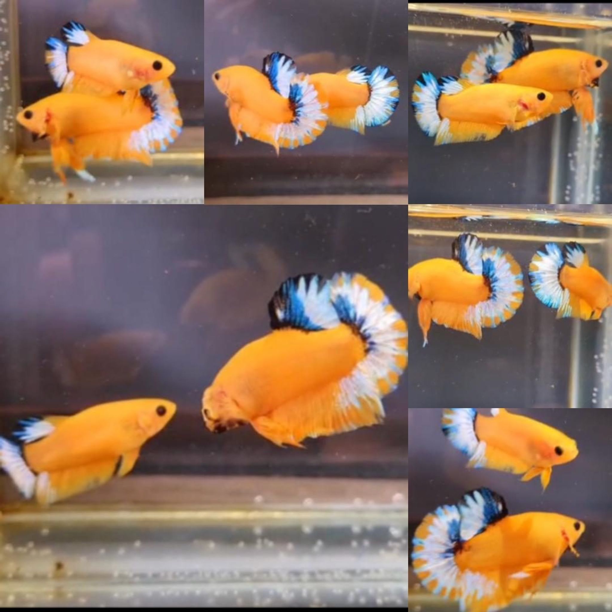 Yellow Hellboy HMPK Betta (Male)