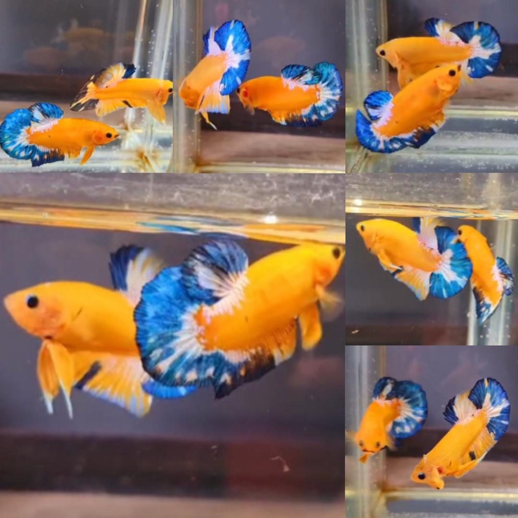 Yellow Hellboy HMPK Betta (Male)