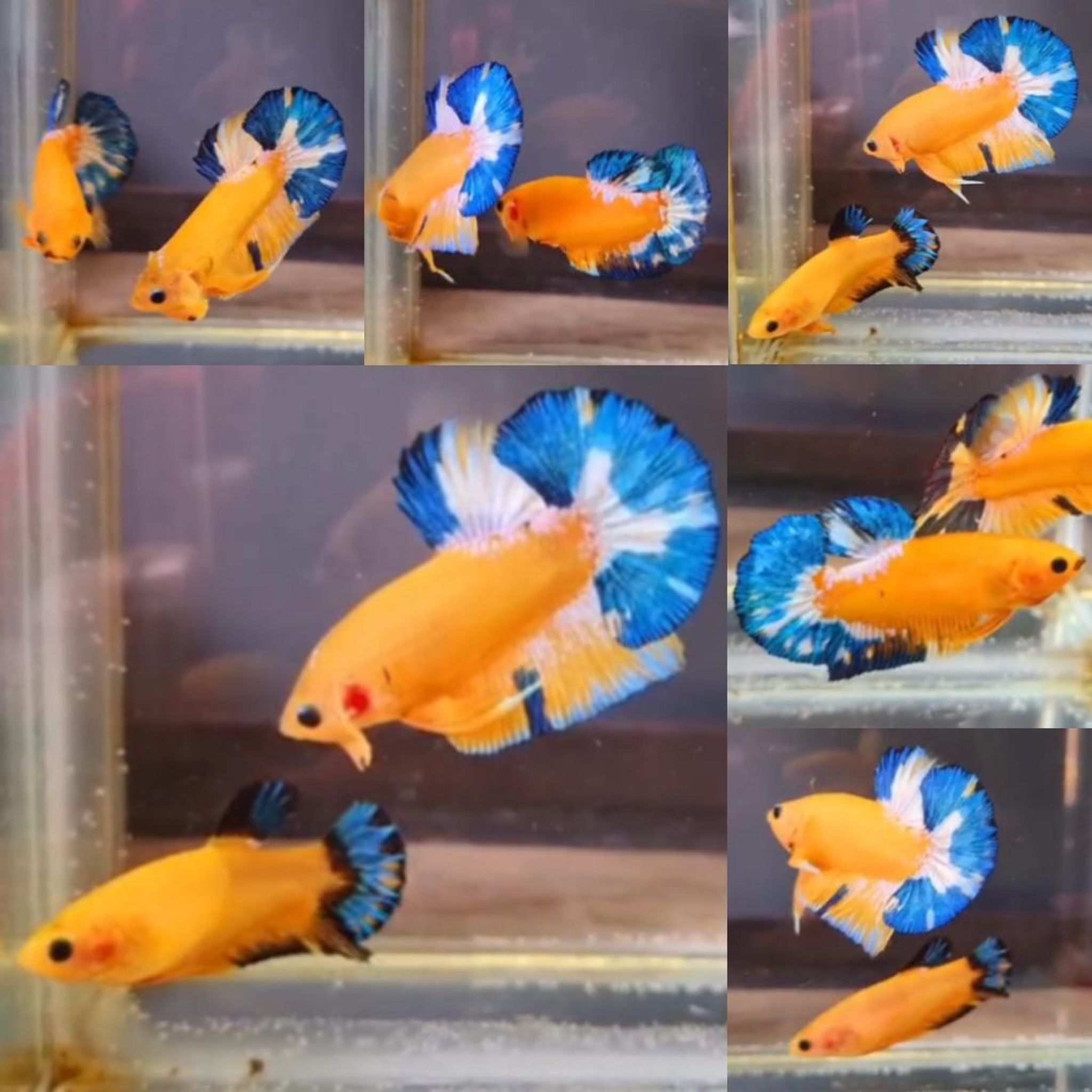 Yellow Hellboy HMPK Betta (Male)