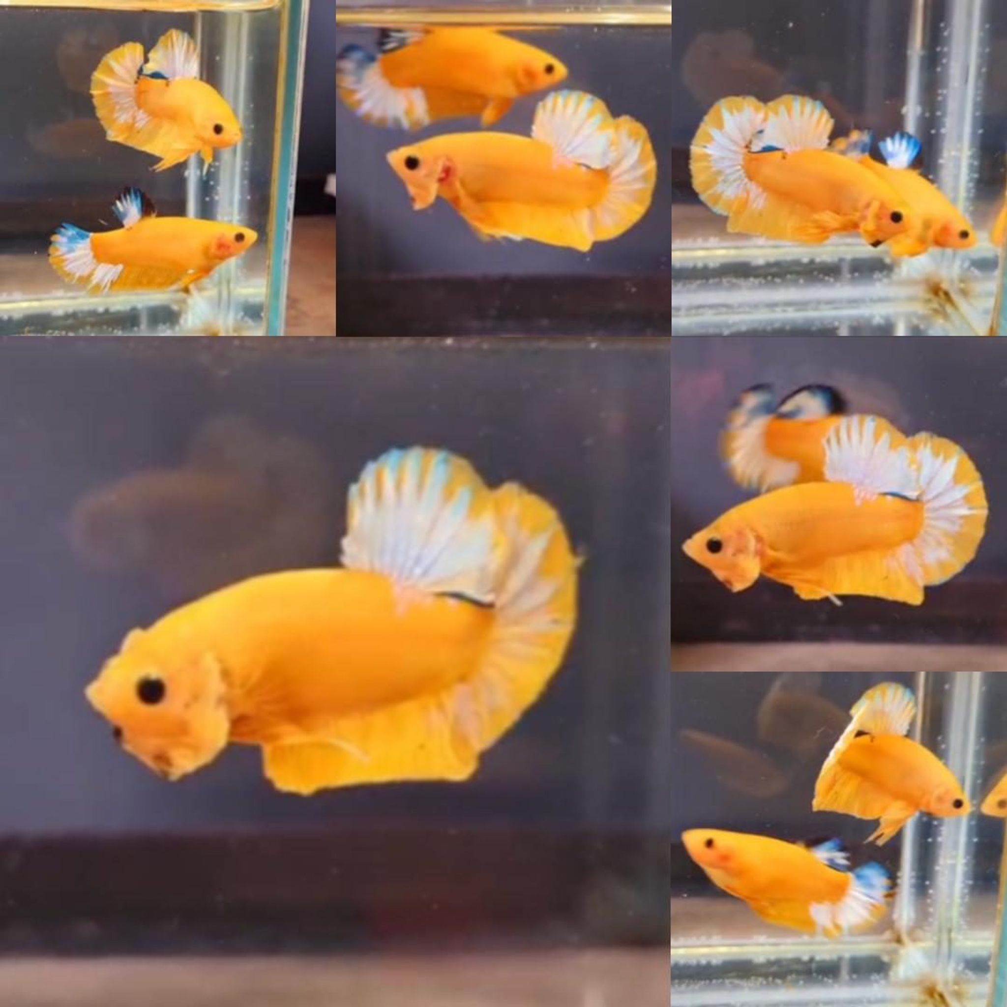 Yellow Hellboy HMPK Betta (Male)