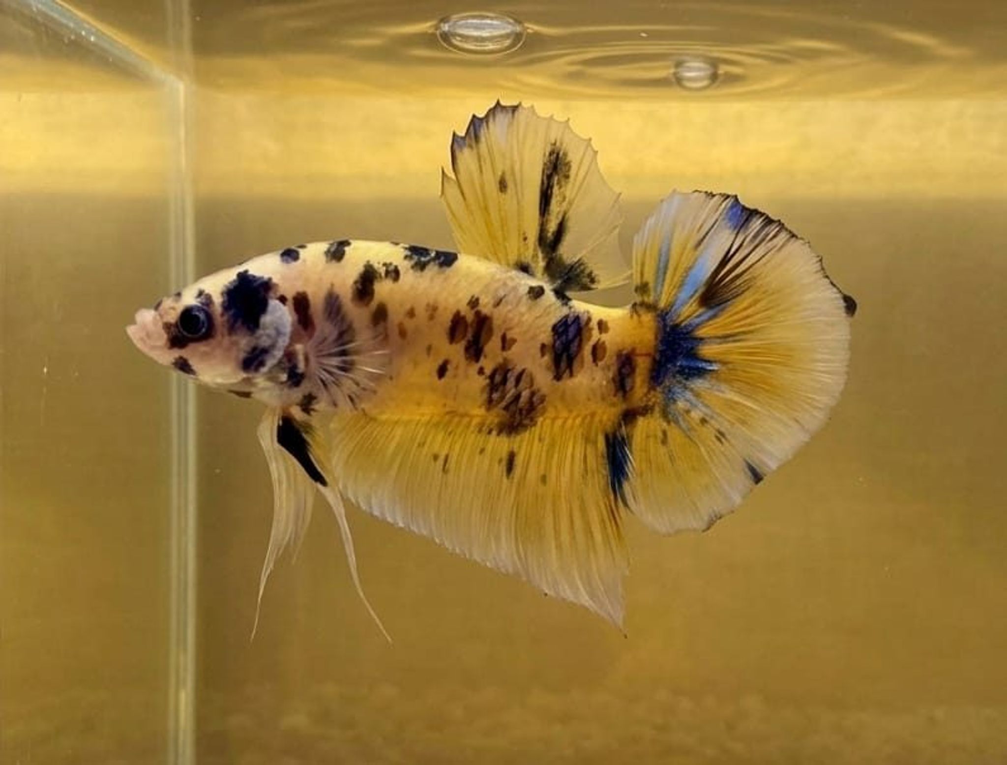 Yellow Marsupilami Giant Betta (Male)