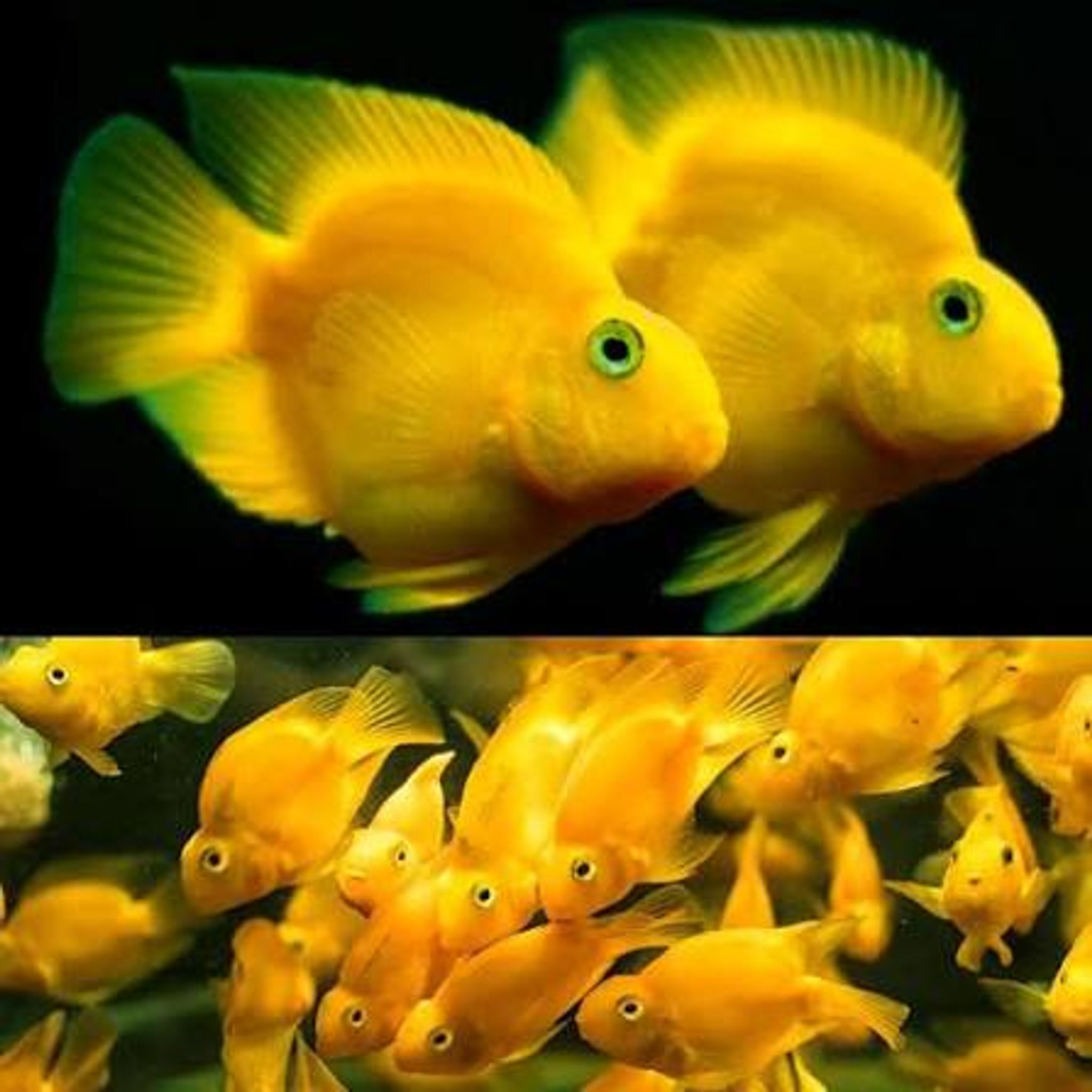 Yellow Parrot Fish