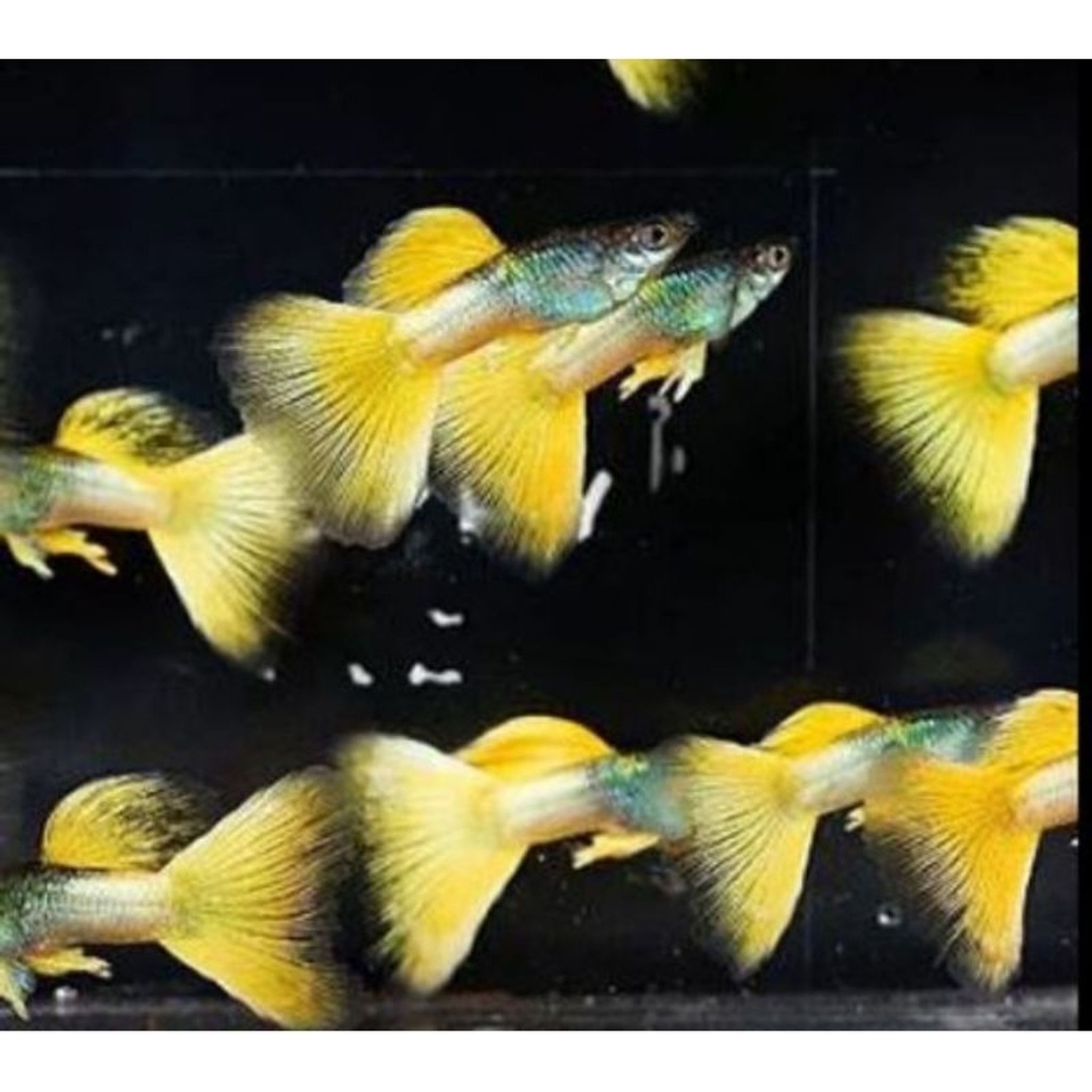 Higher Care Yellow Pingu Guppy