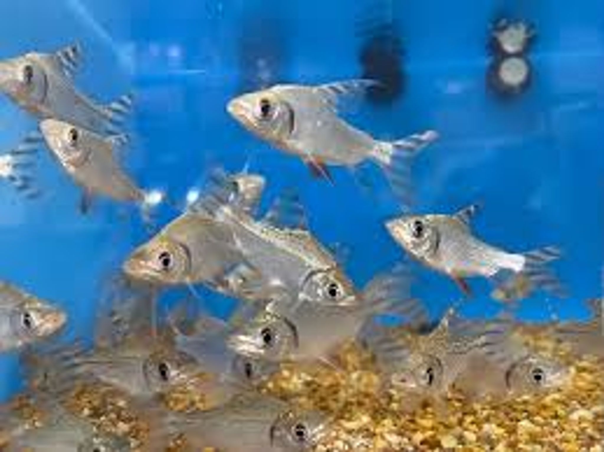 Yellow Tail Semaprochilodus