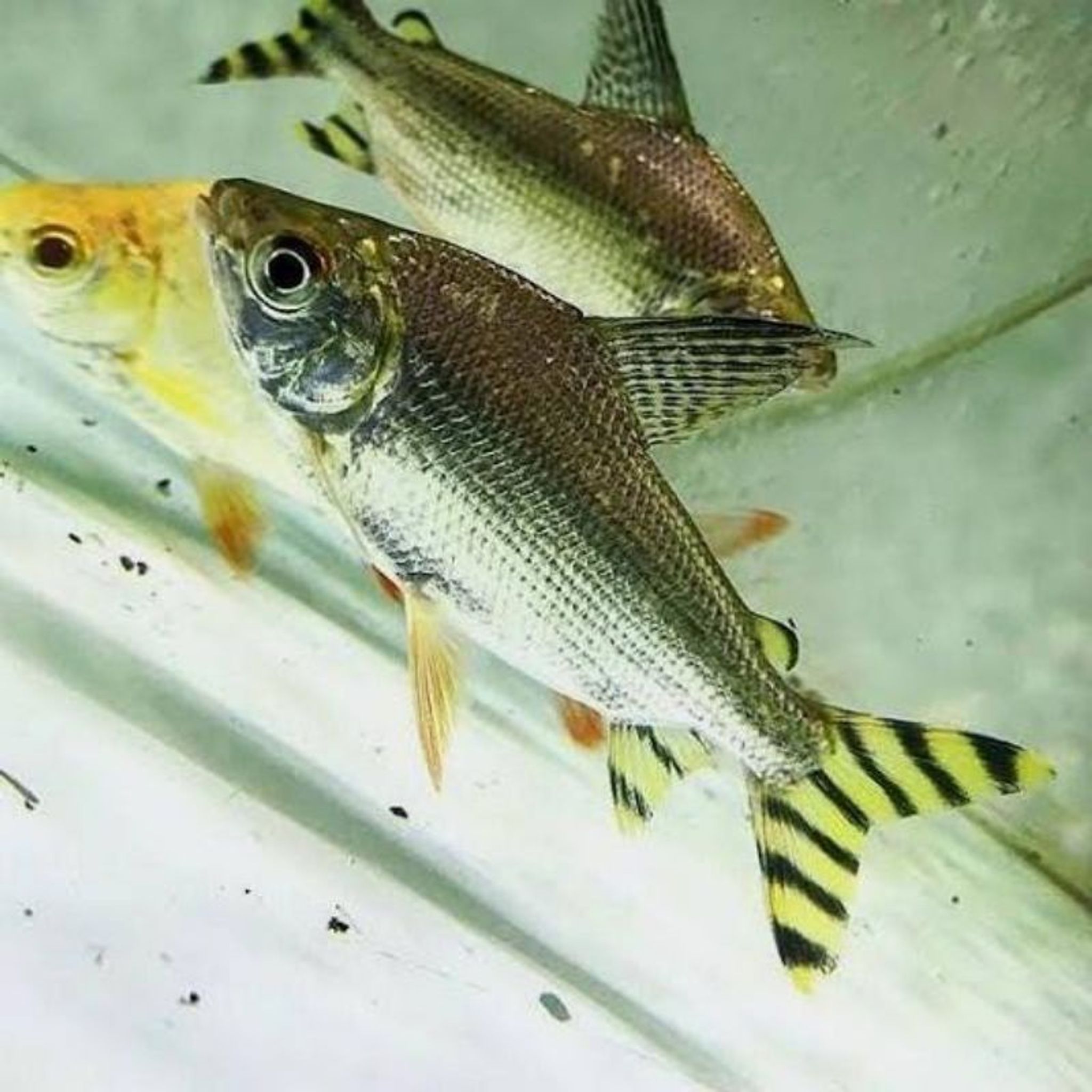 Yellow Tail Semaprochilodus