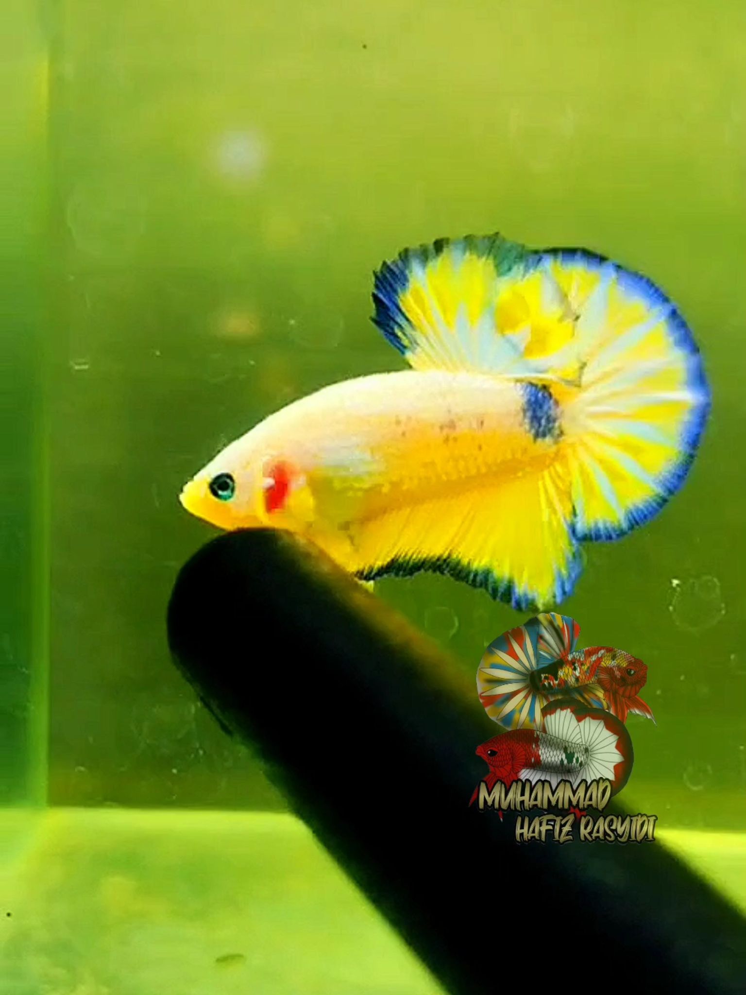 Yellow fancy
