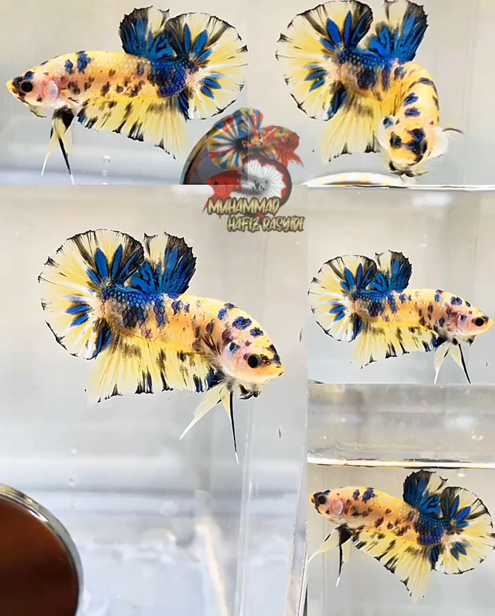 Yellow koi metallic