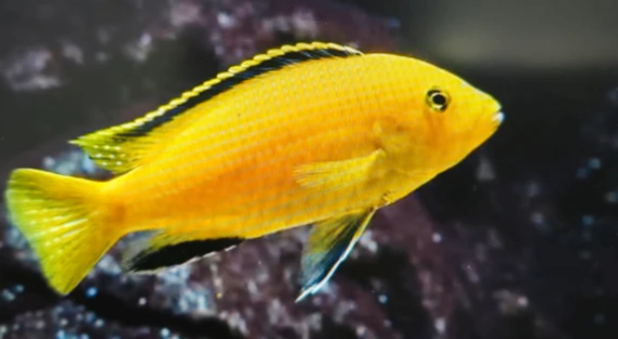 Yellow prince cichlid 5-6cm