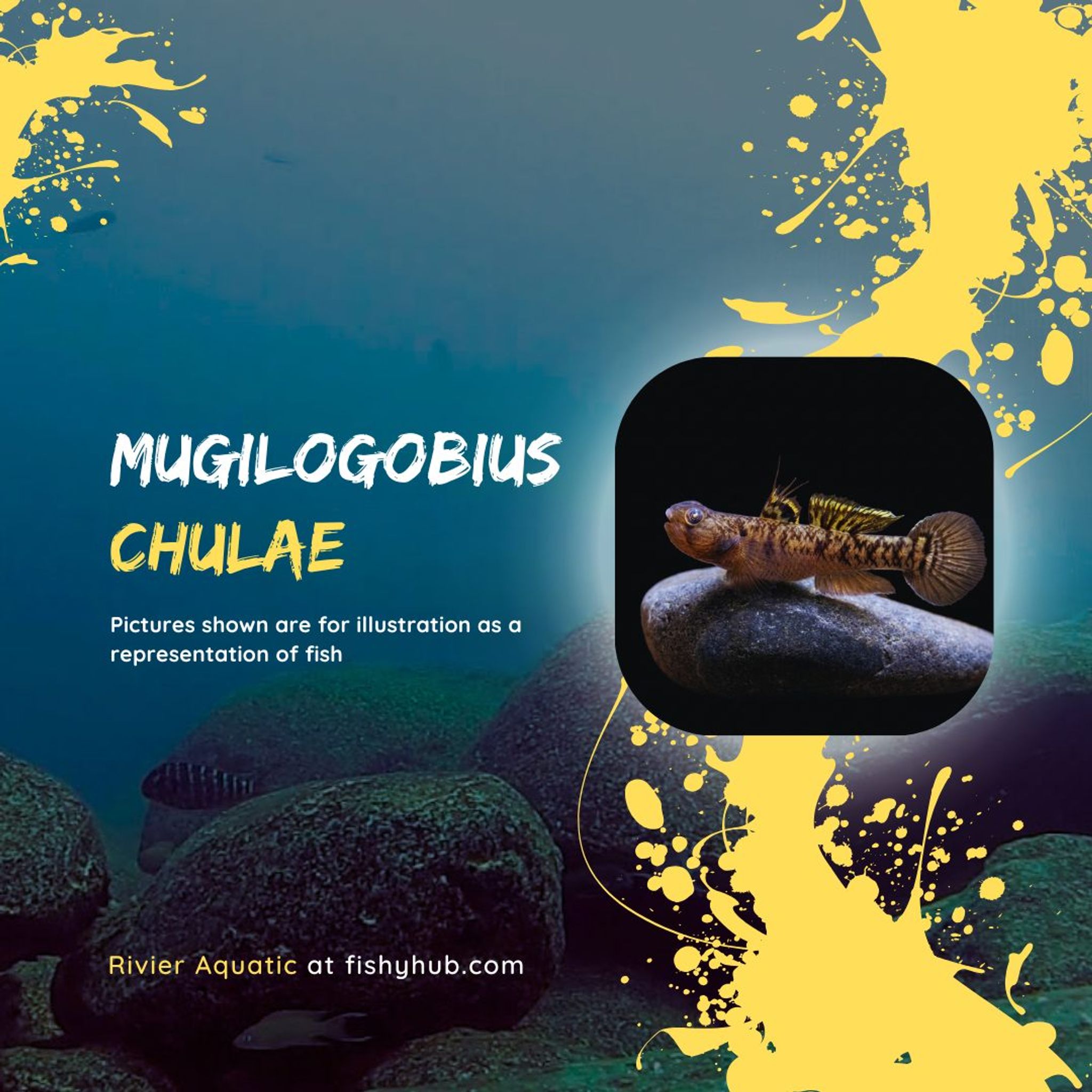 Yellowstripe Goby (Mugilogobius Chulae)