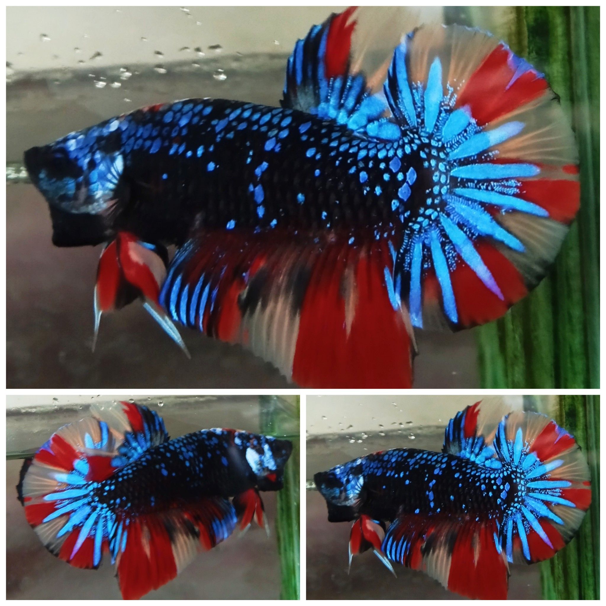 Young Avatar Nemo Giant