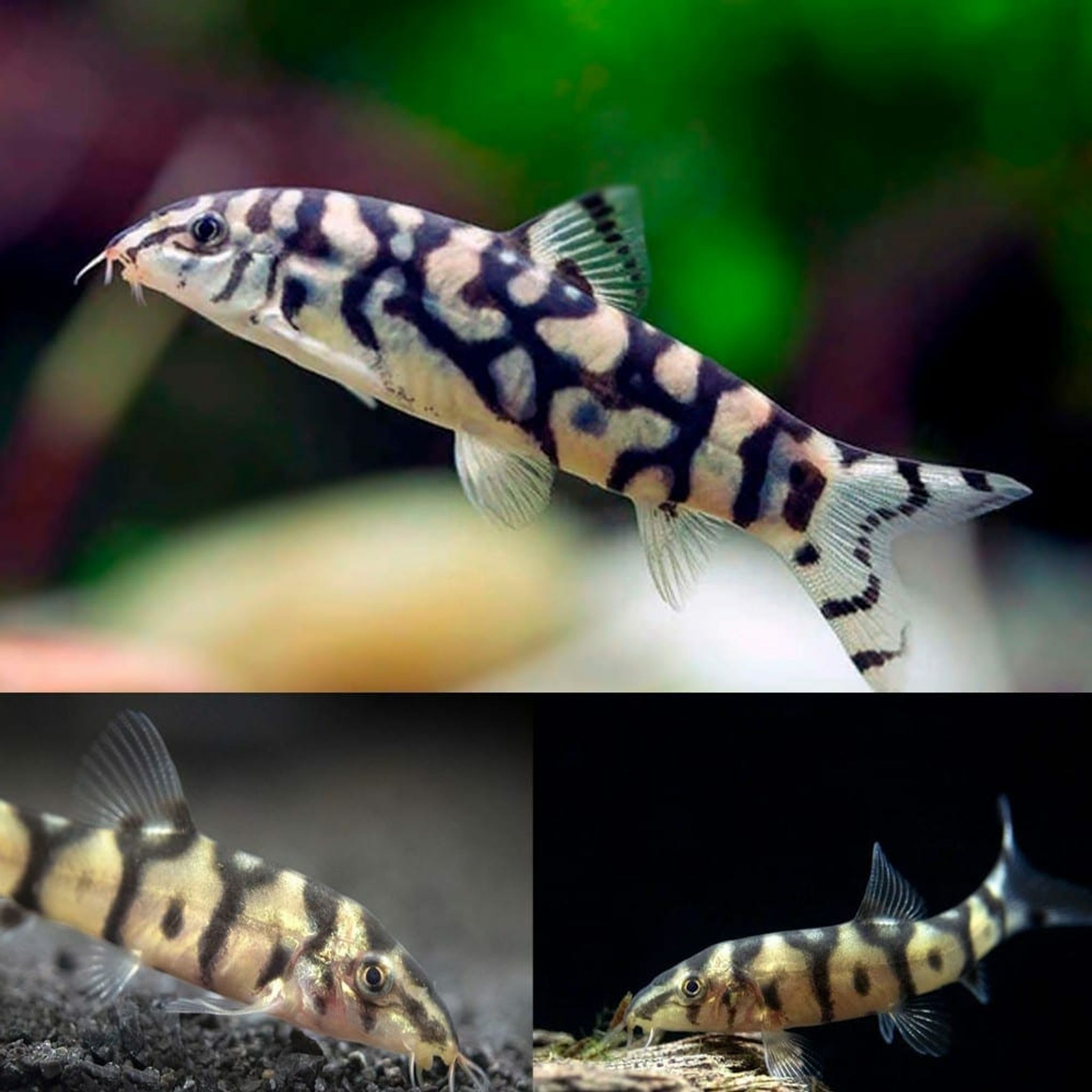 Yoyo Loach