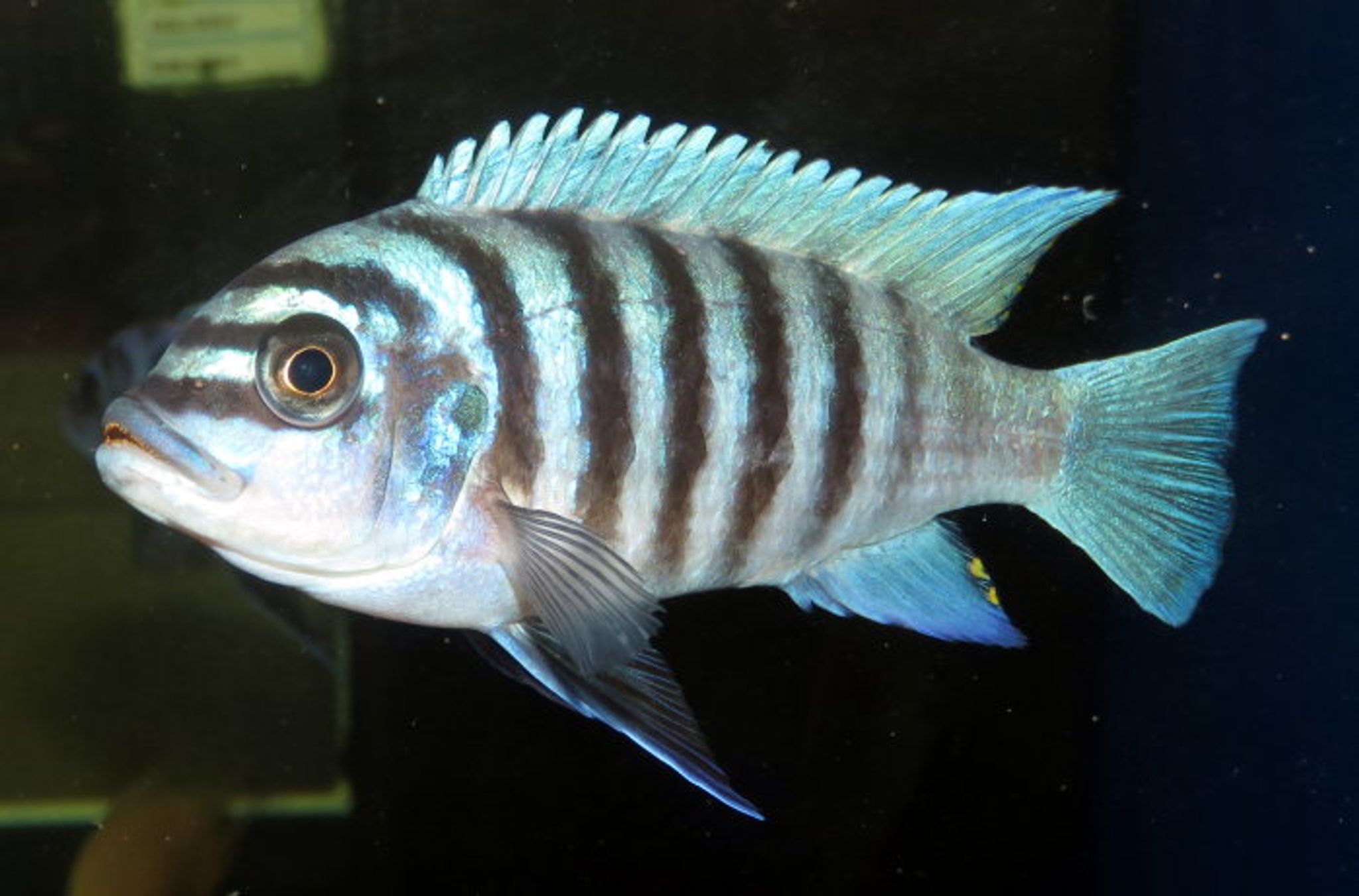 Zebra Fish (Pseudotropheussp.)