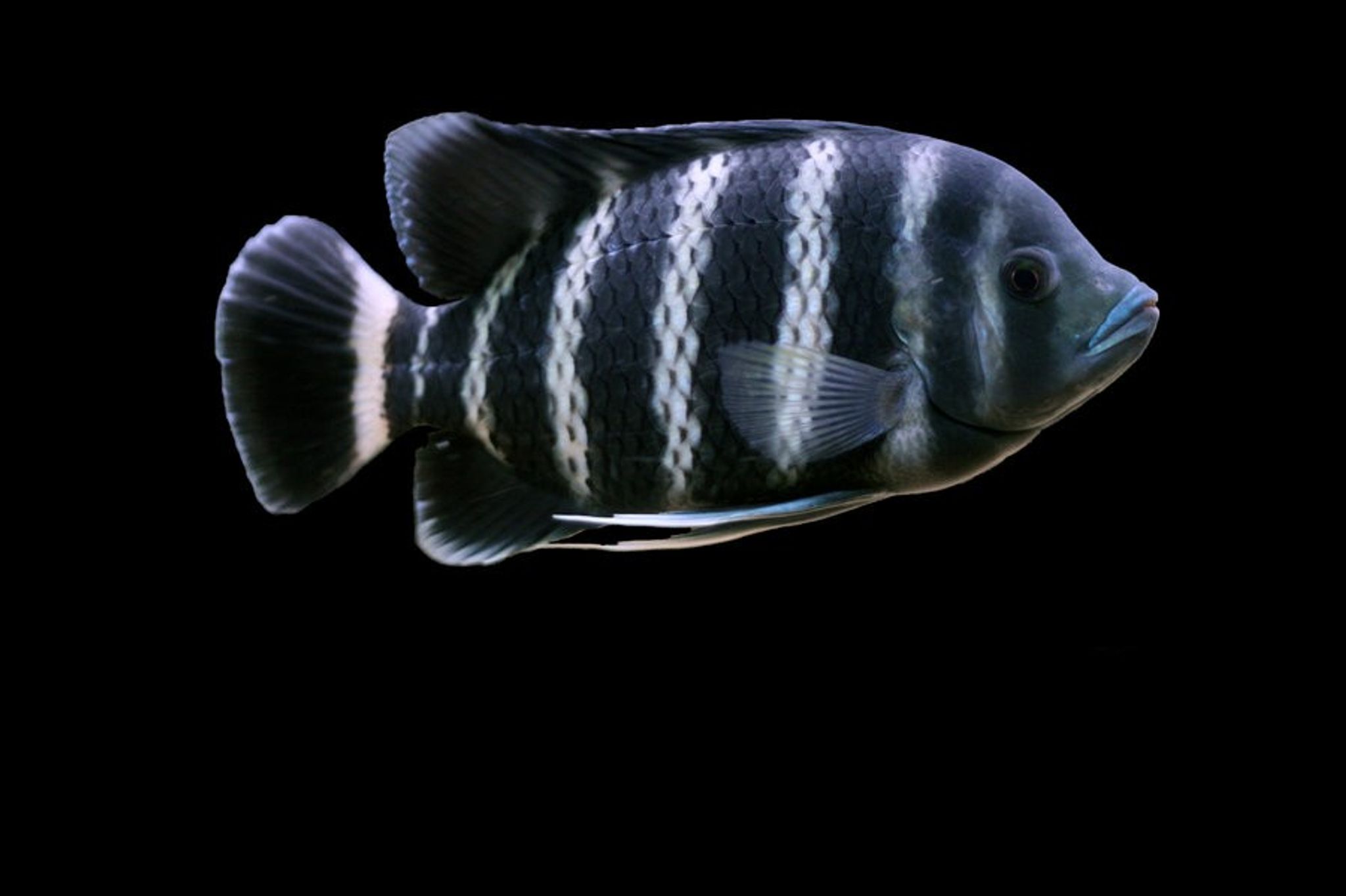 Zebra Tilapia
