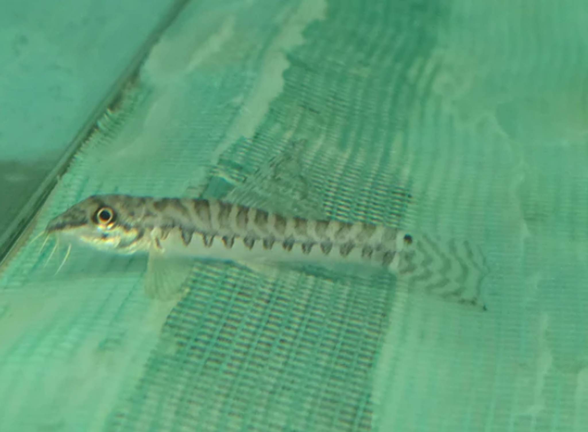Zipper loach 5cm
