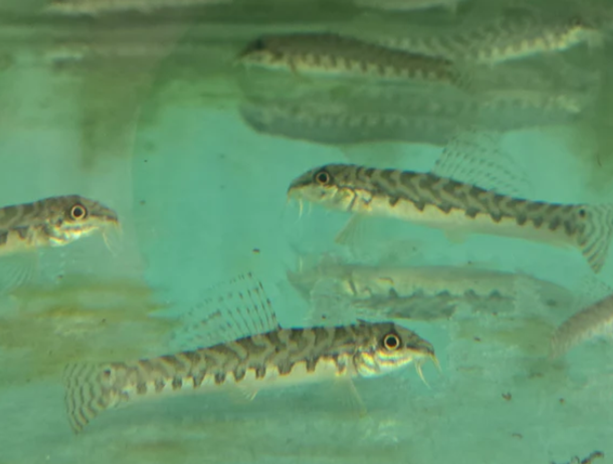 Zipper loach 5cm