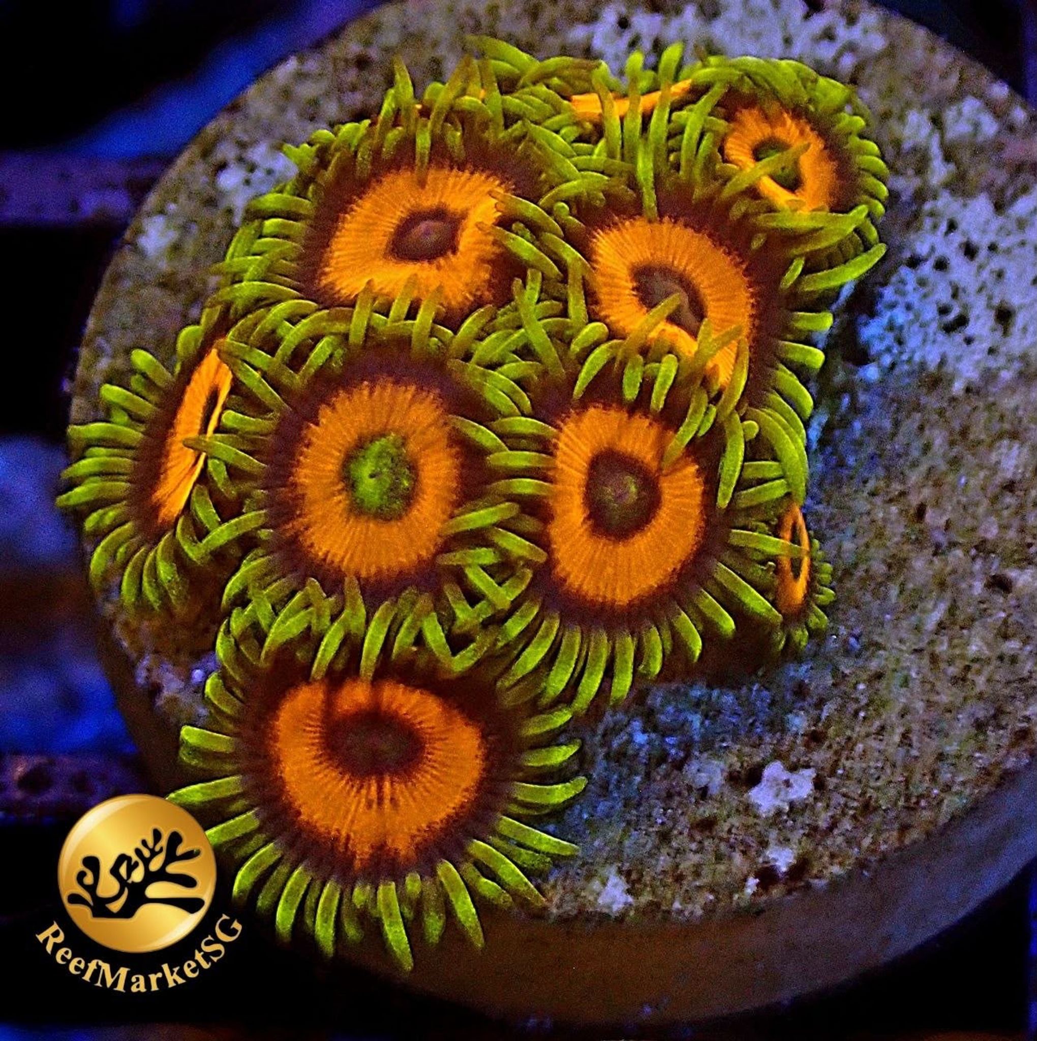 Zoas Frag