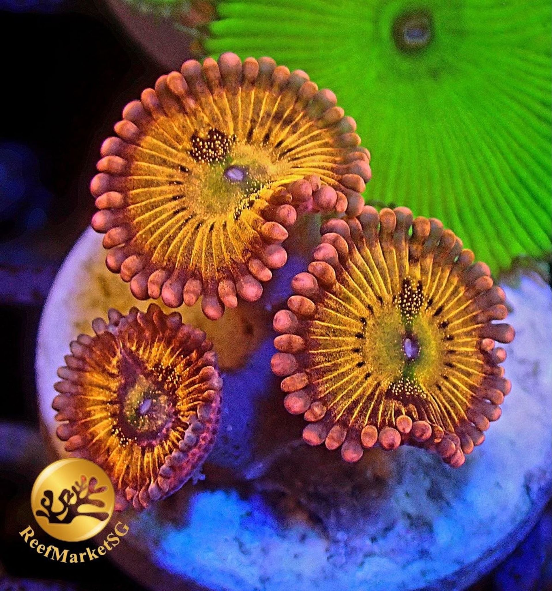 Zoas Frag