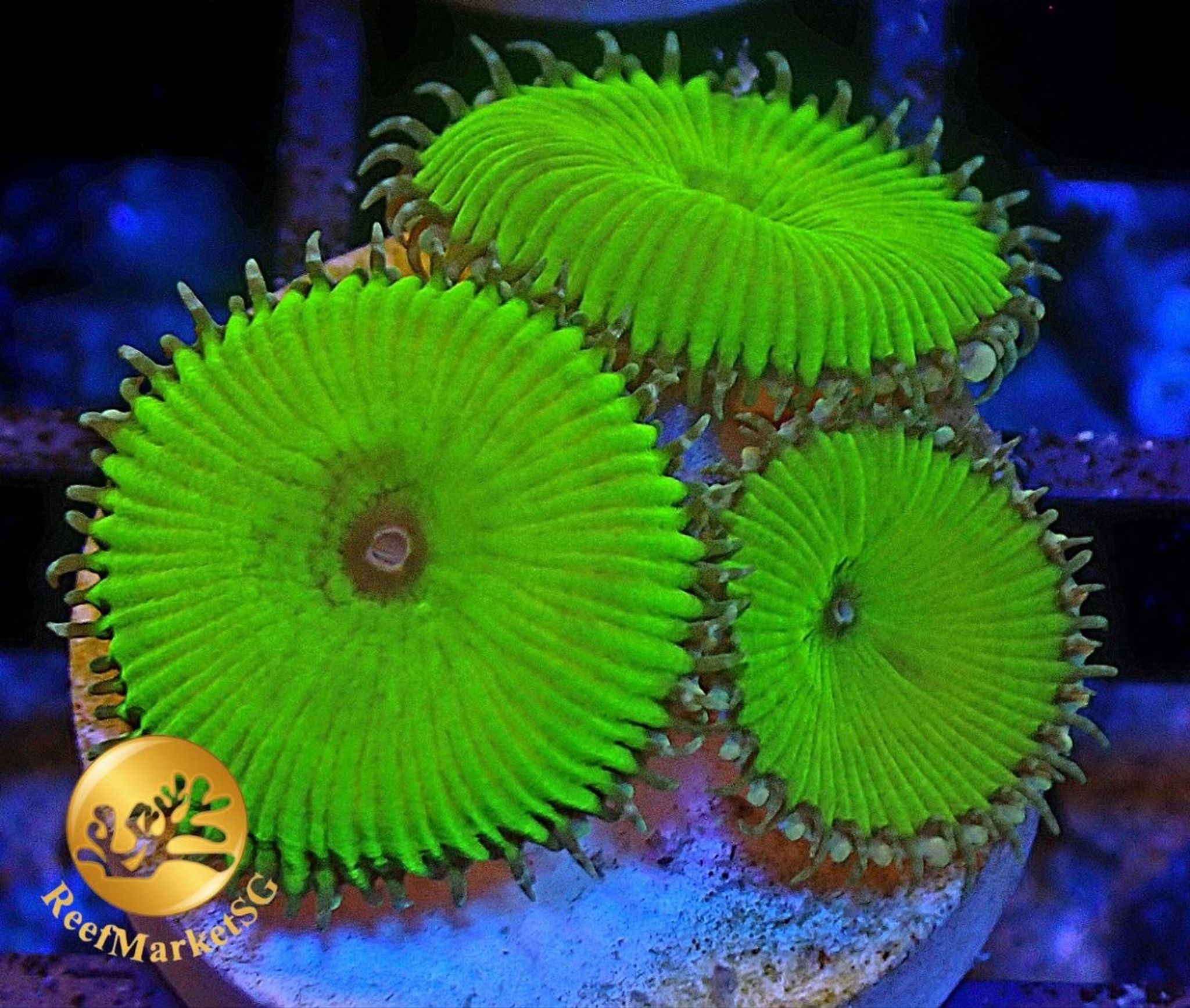 Zoas Frag