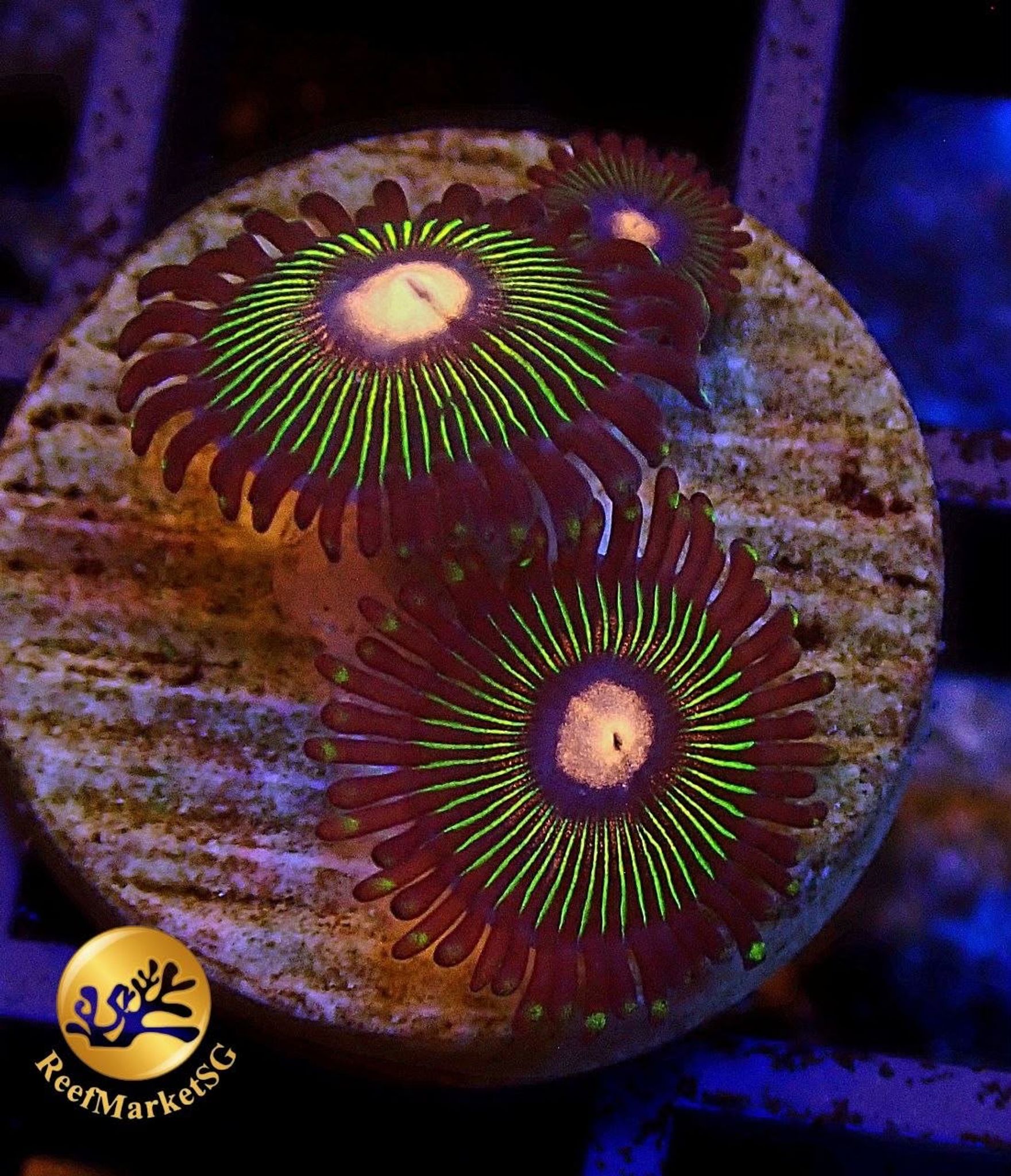Zoas Frag