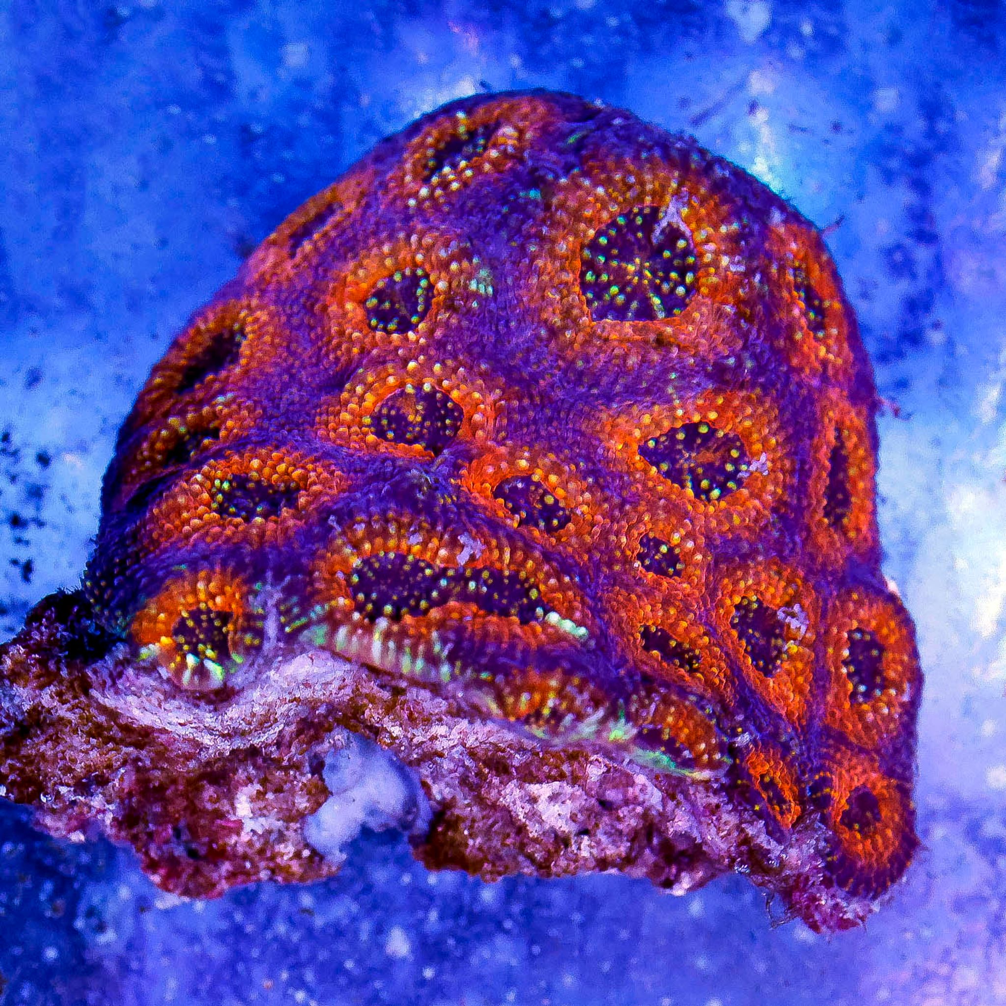 Acan Brain Coral 3" WYSIWYG