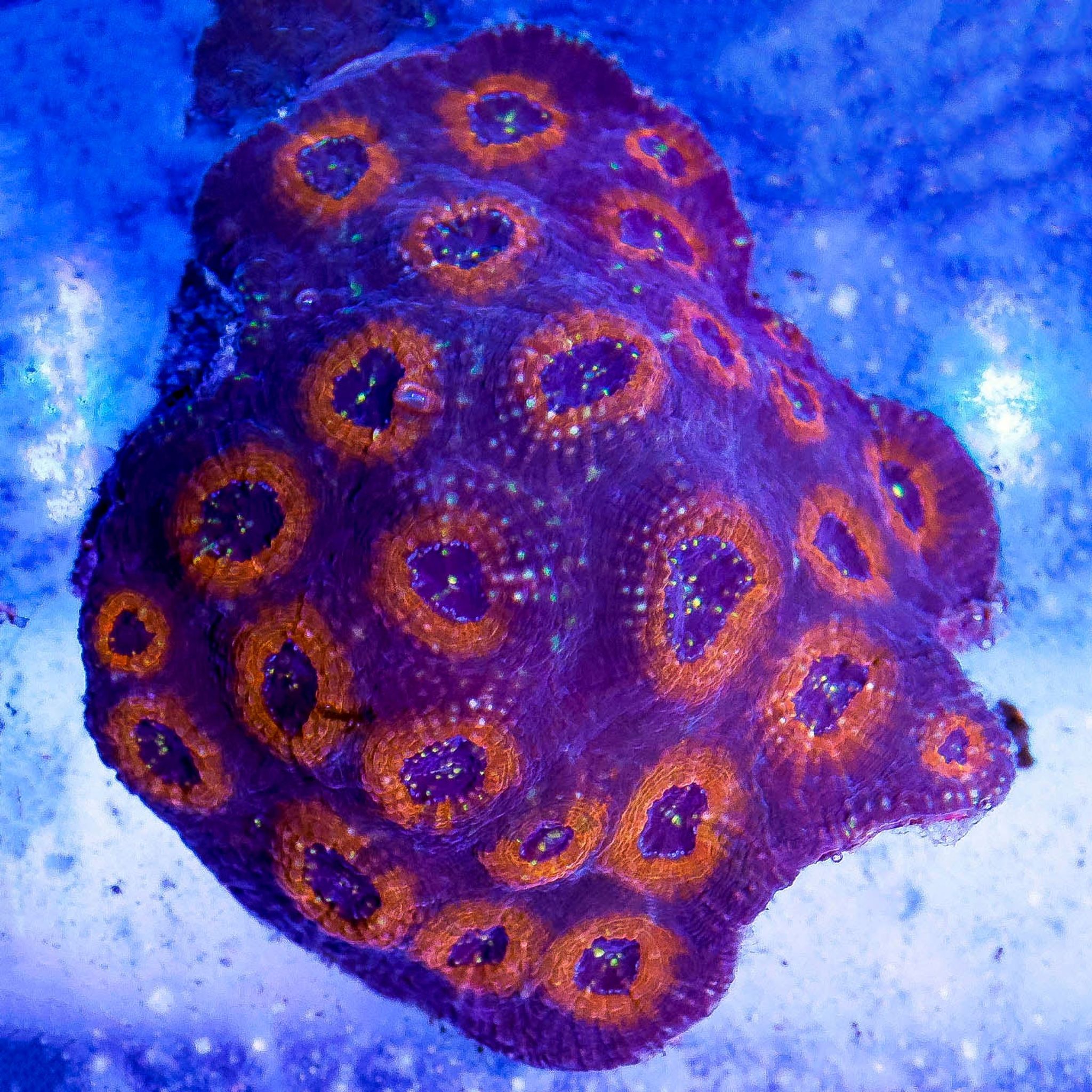 Acan Brain Coral 4.5" WYSIWYG