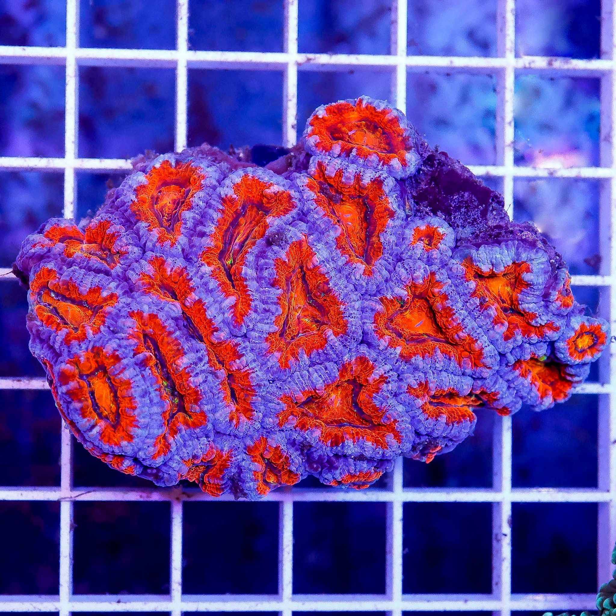 Acan Lord Coral Tri Color Australia 2.5" WYSIWYG