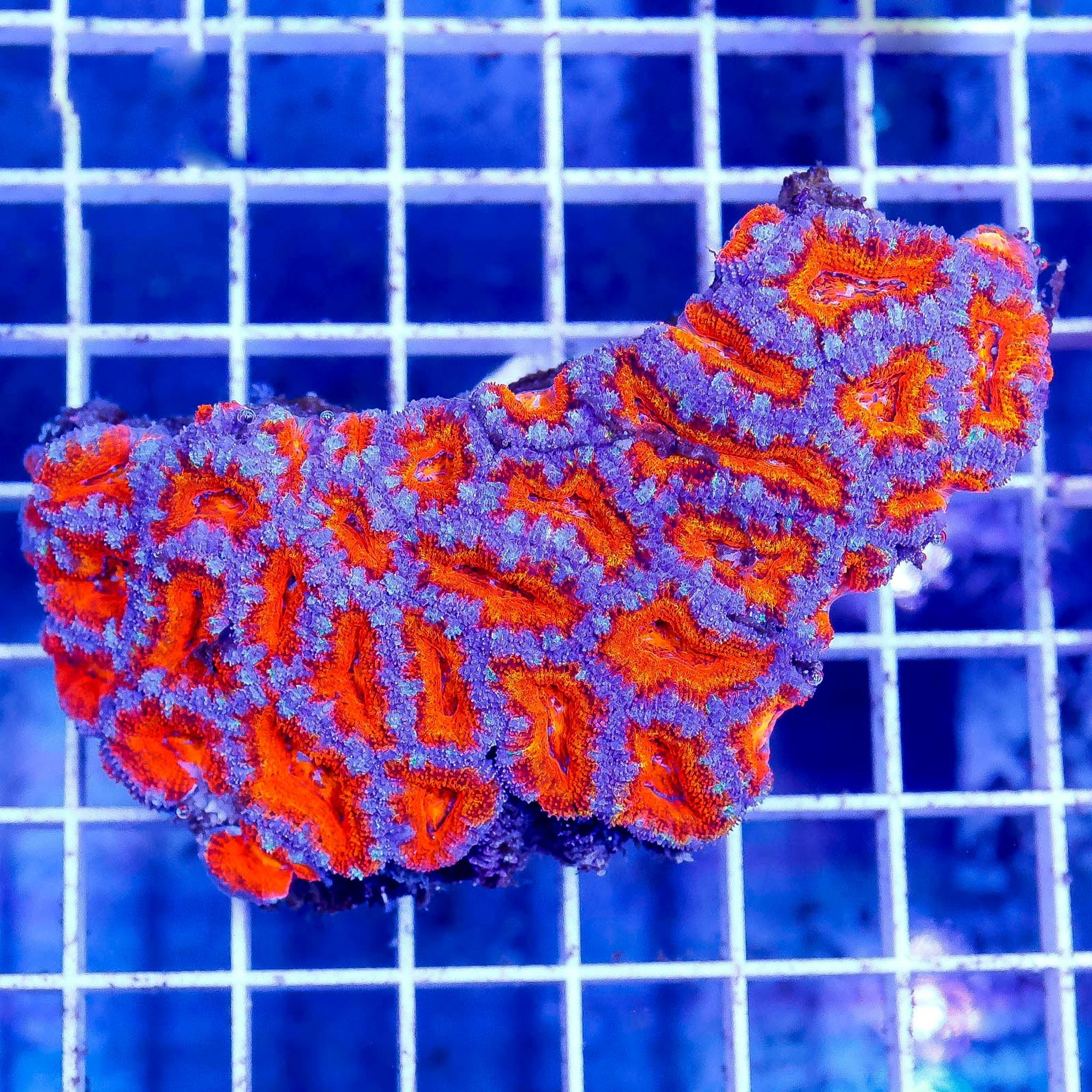 Acan Lord Coral Tri Color Australia 3" WYSIWYG