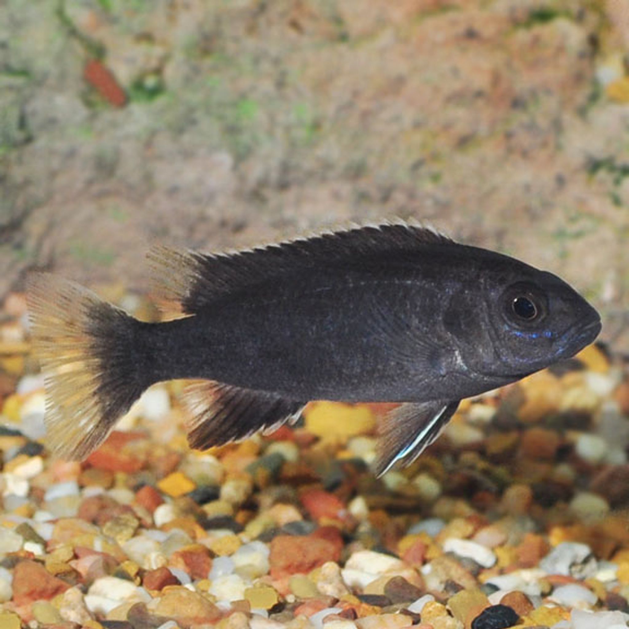 Acei Cichlid
