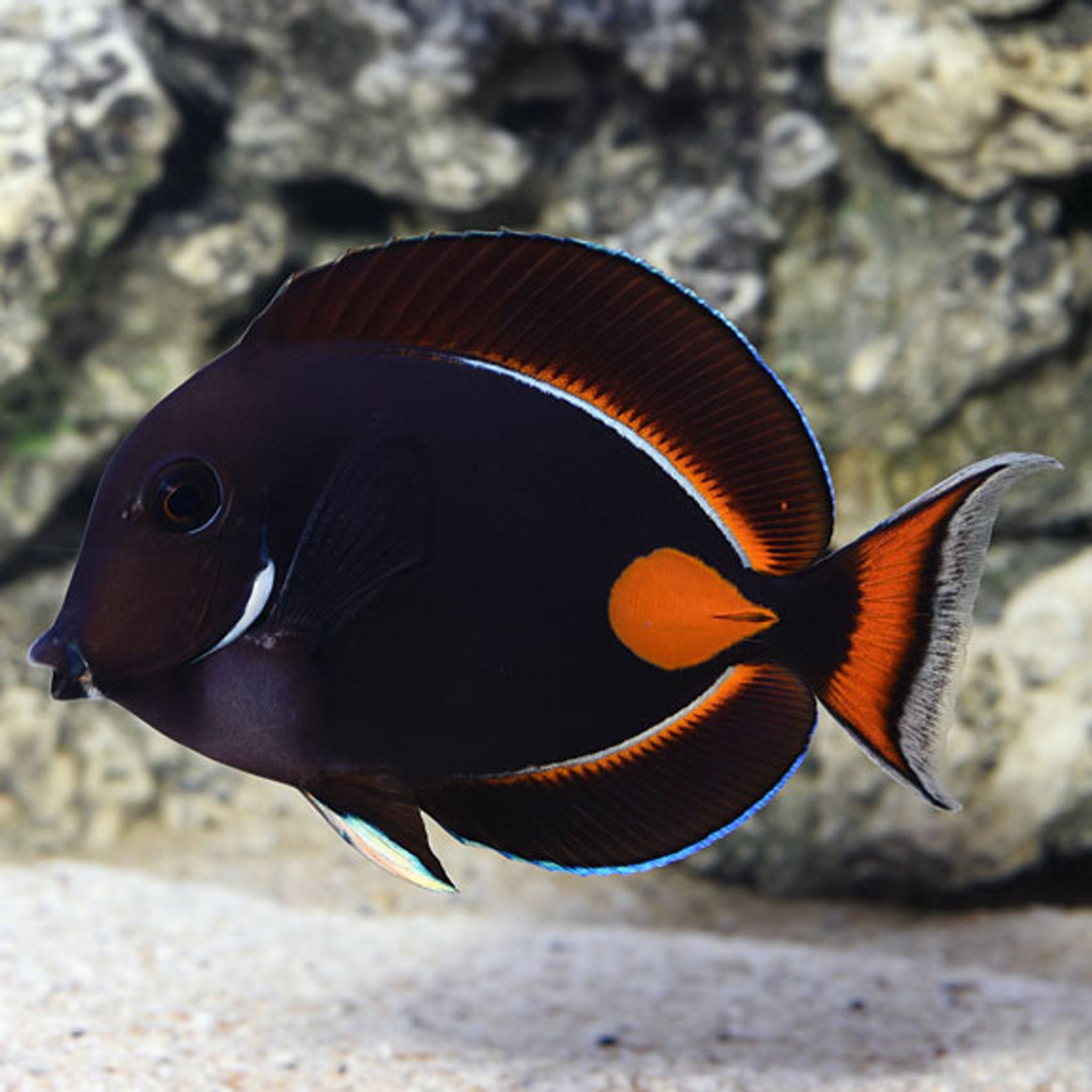 How to Feed Achilles Tang: Foods, Frequency and Common Feeding Problems