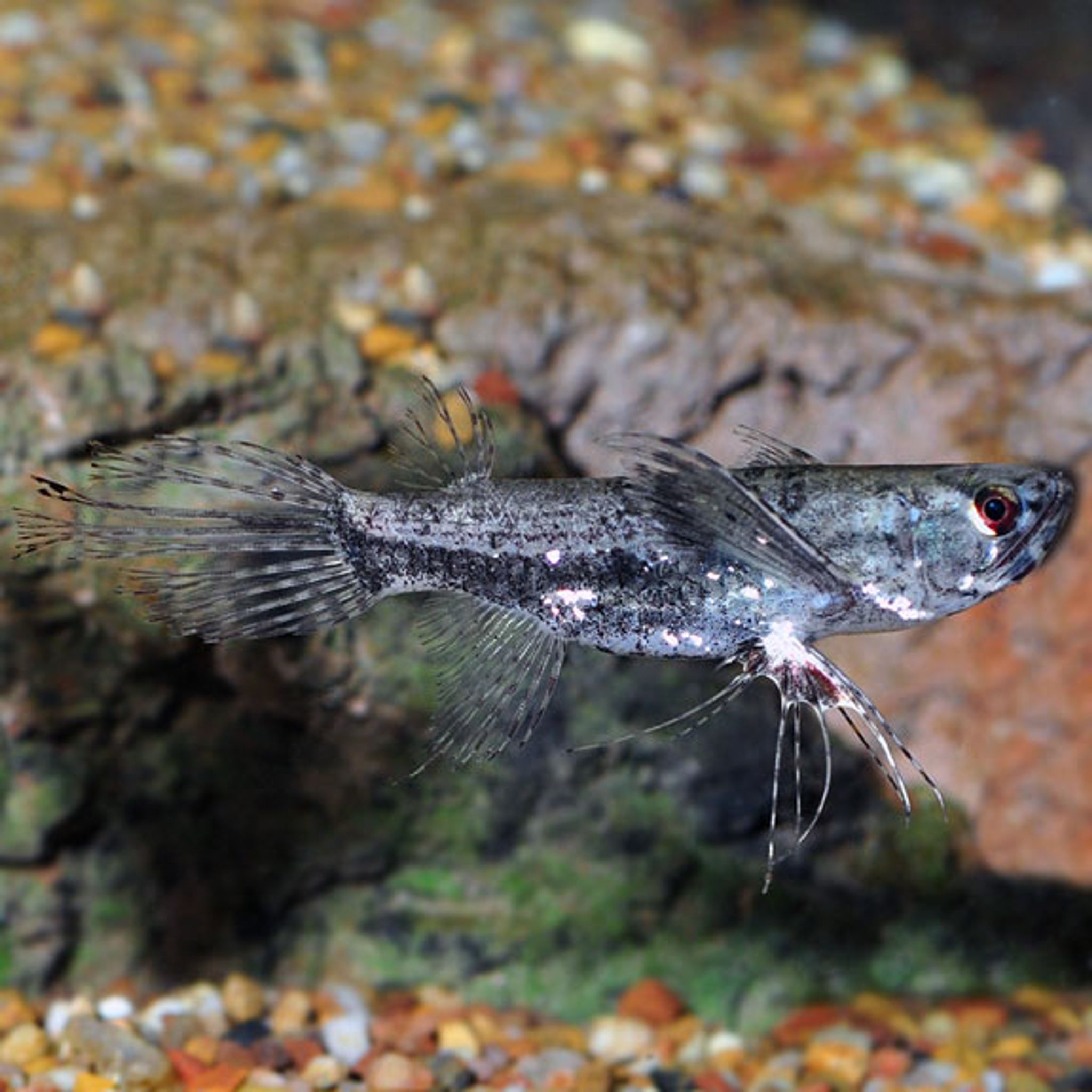 What Do African Butterfly Fish Eat? A Practical Feeding Guide